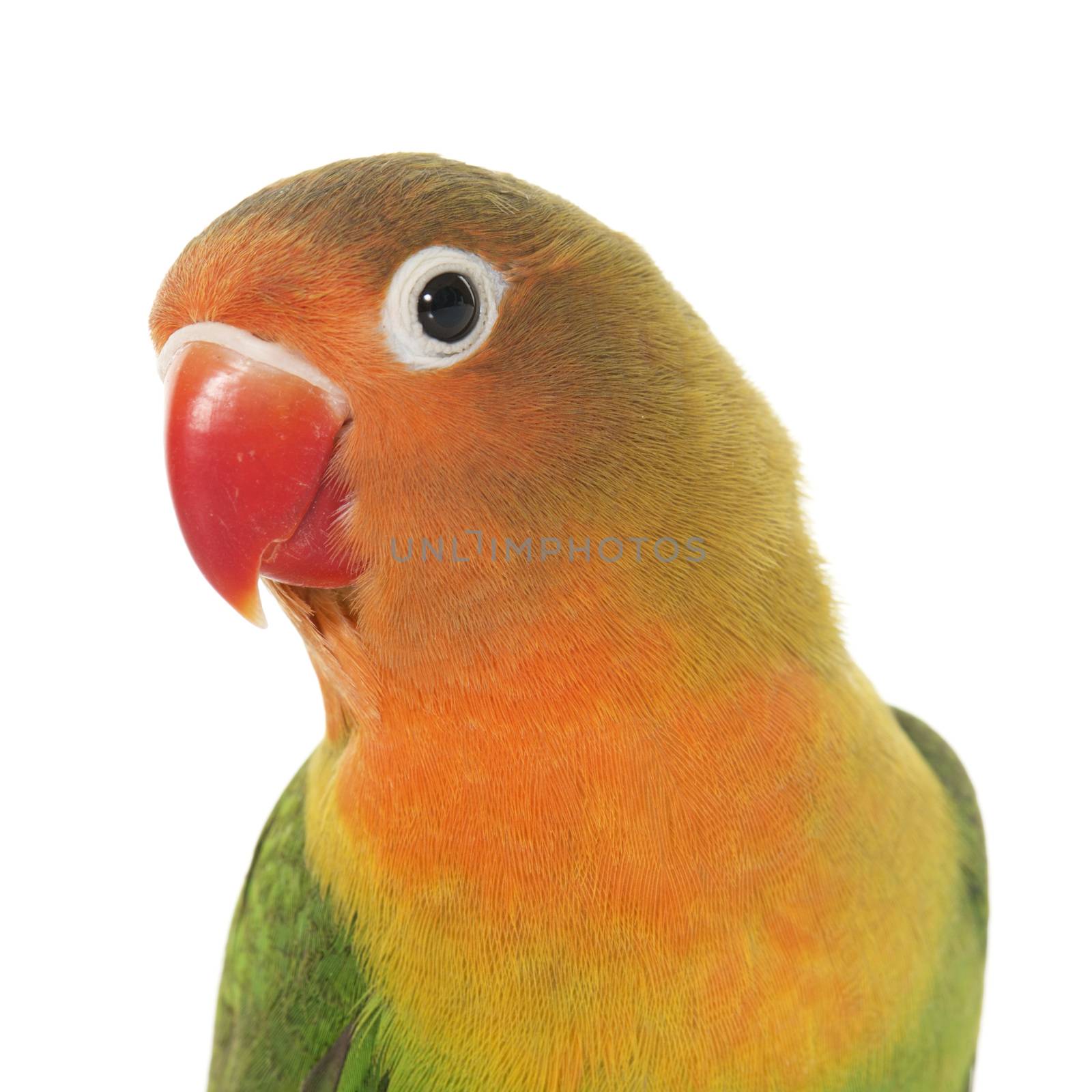 Young fischeri lovebird in front of white background

