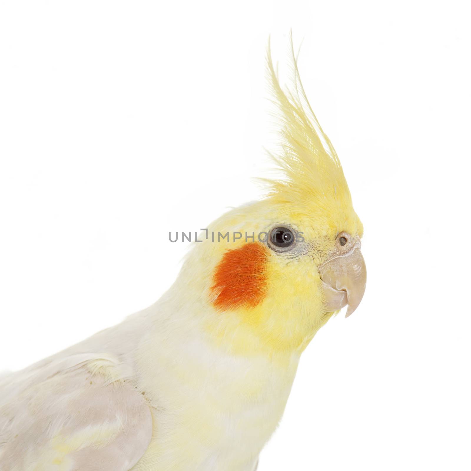portrait of cockatiel in front of white background