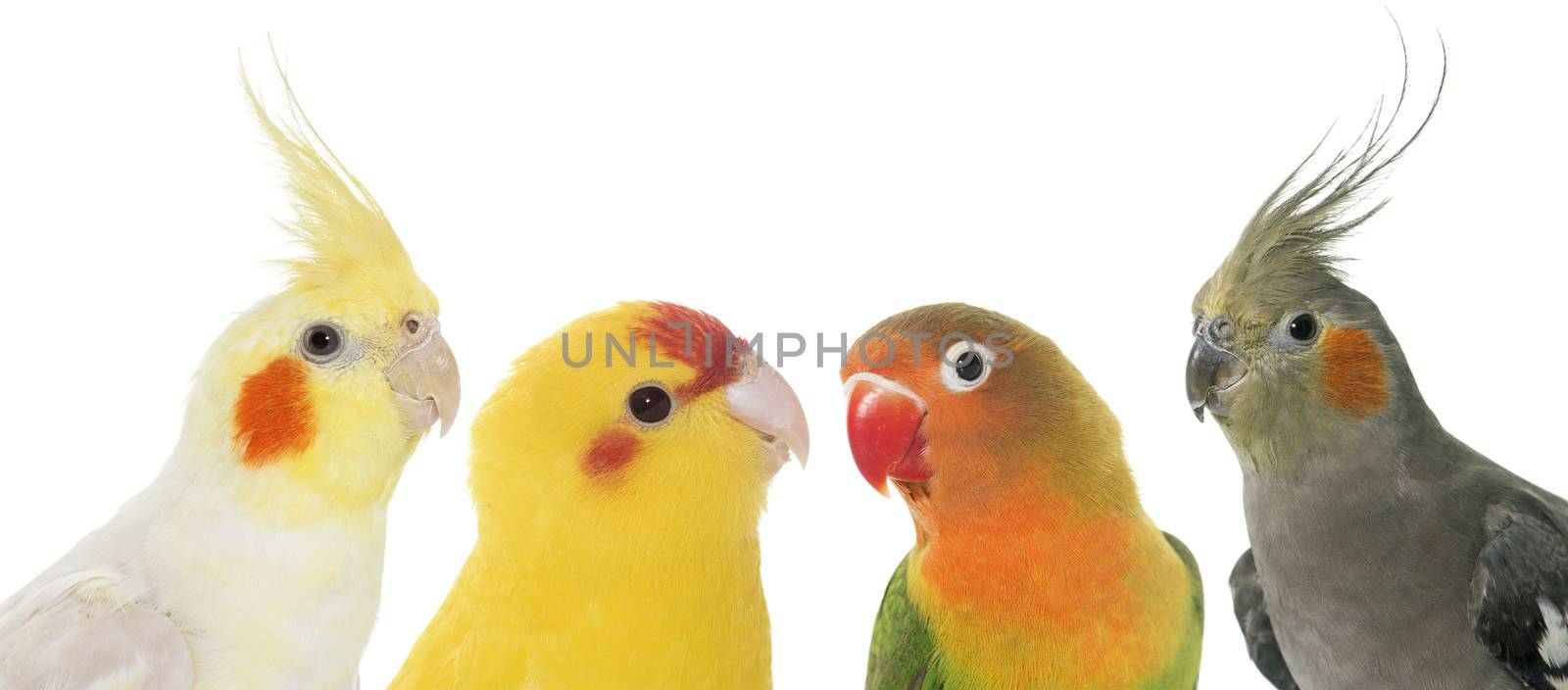 portrait of cockatiel, lovebird and kakariki in front of white background