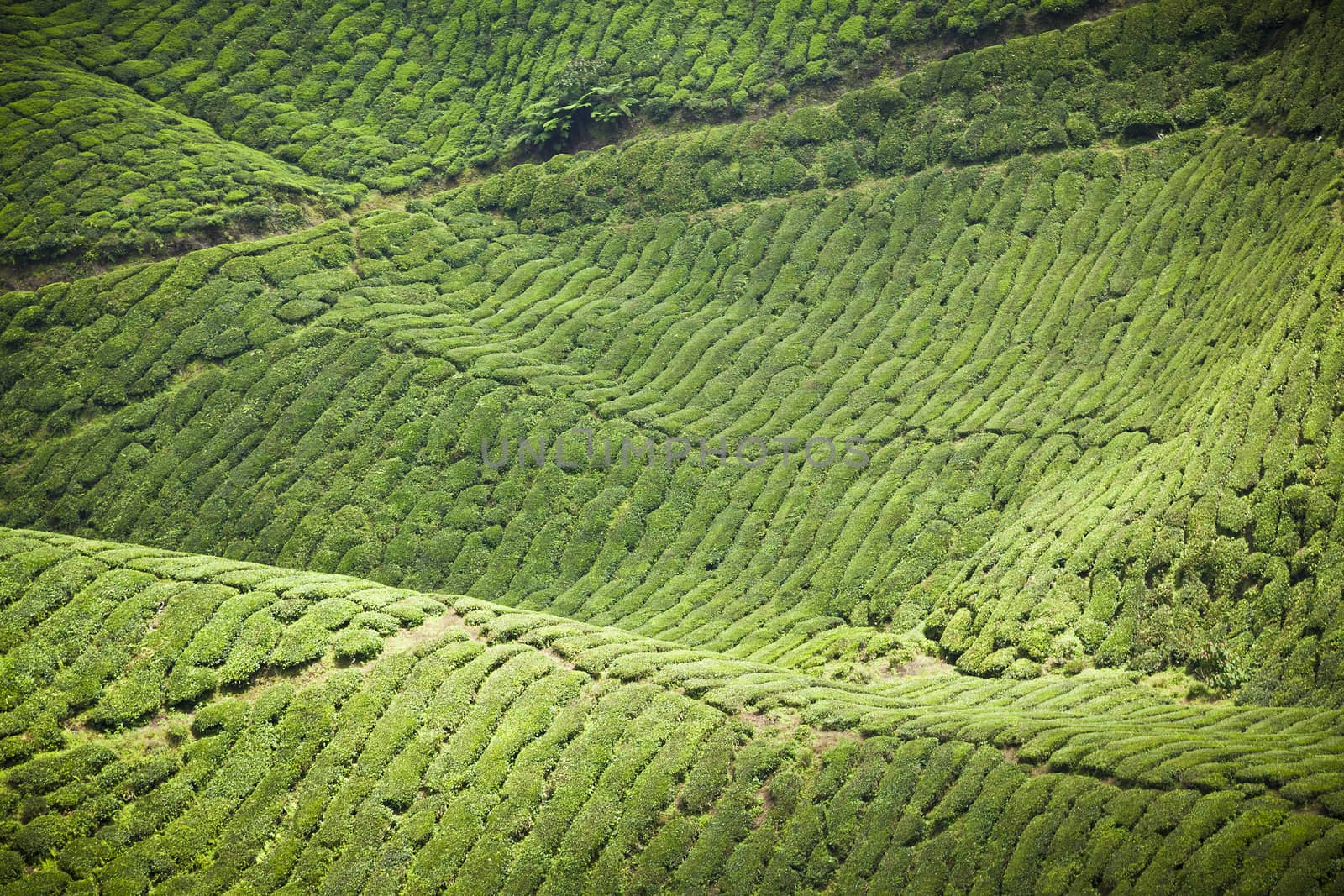 cameron highlands tea plantation landscape