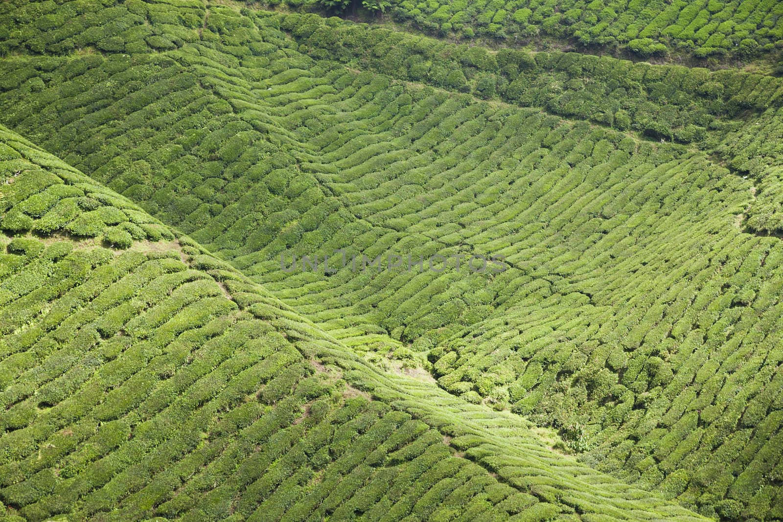 cameron highlands tea plantation landscape