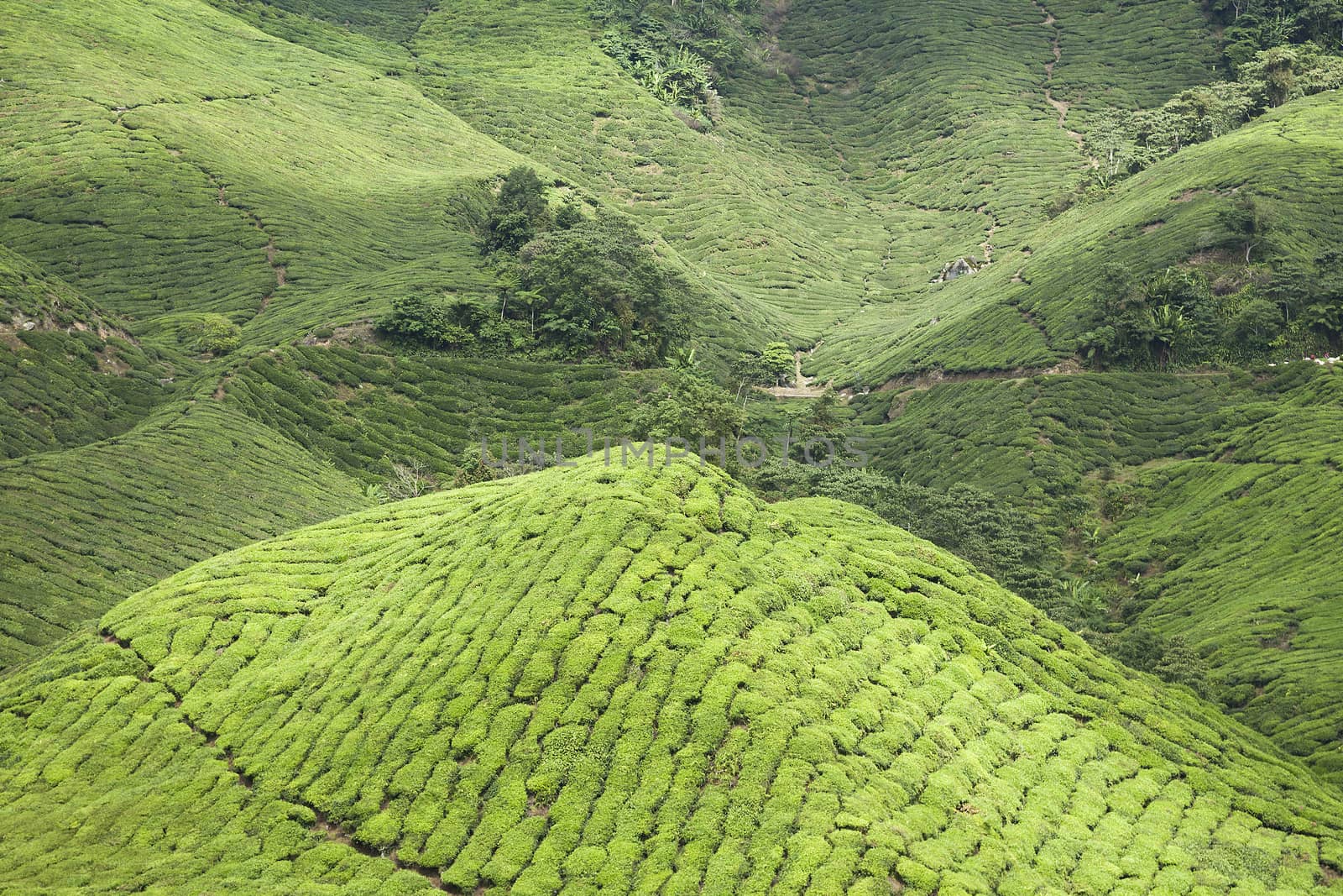 cameron highlands tea plantation landscape