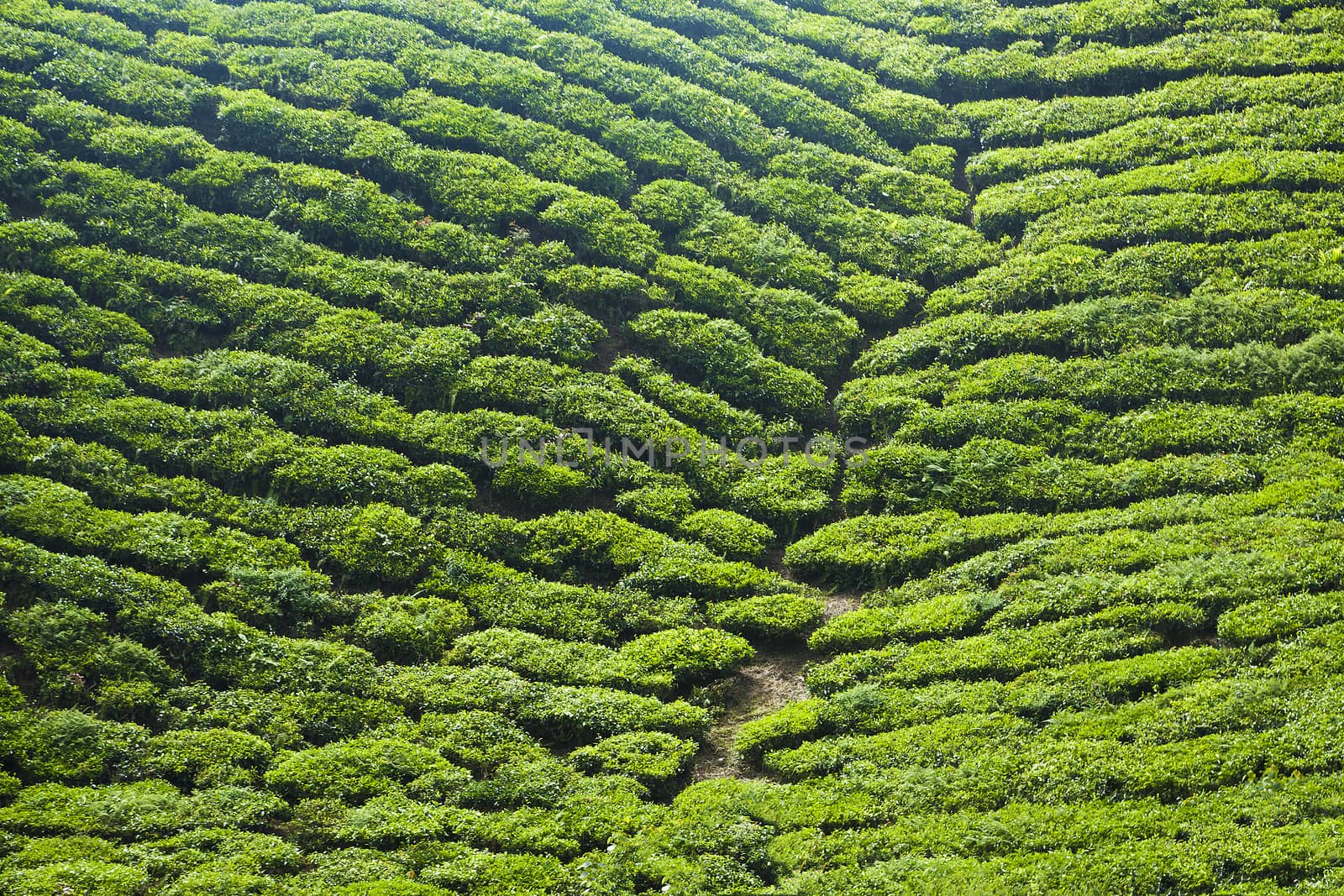 cameron highlands tea plantation landscape