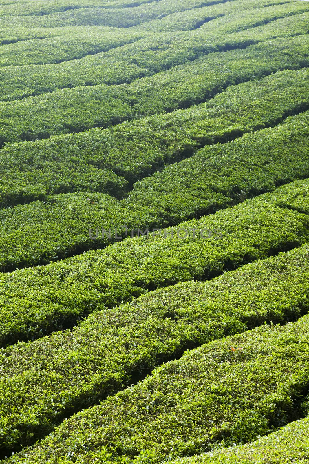 cameron highlands tea plantation landscape