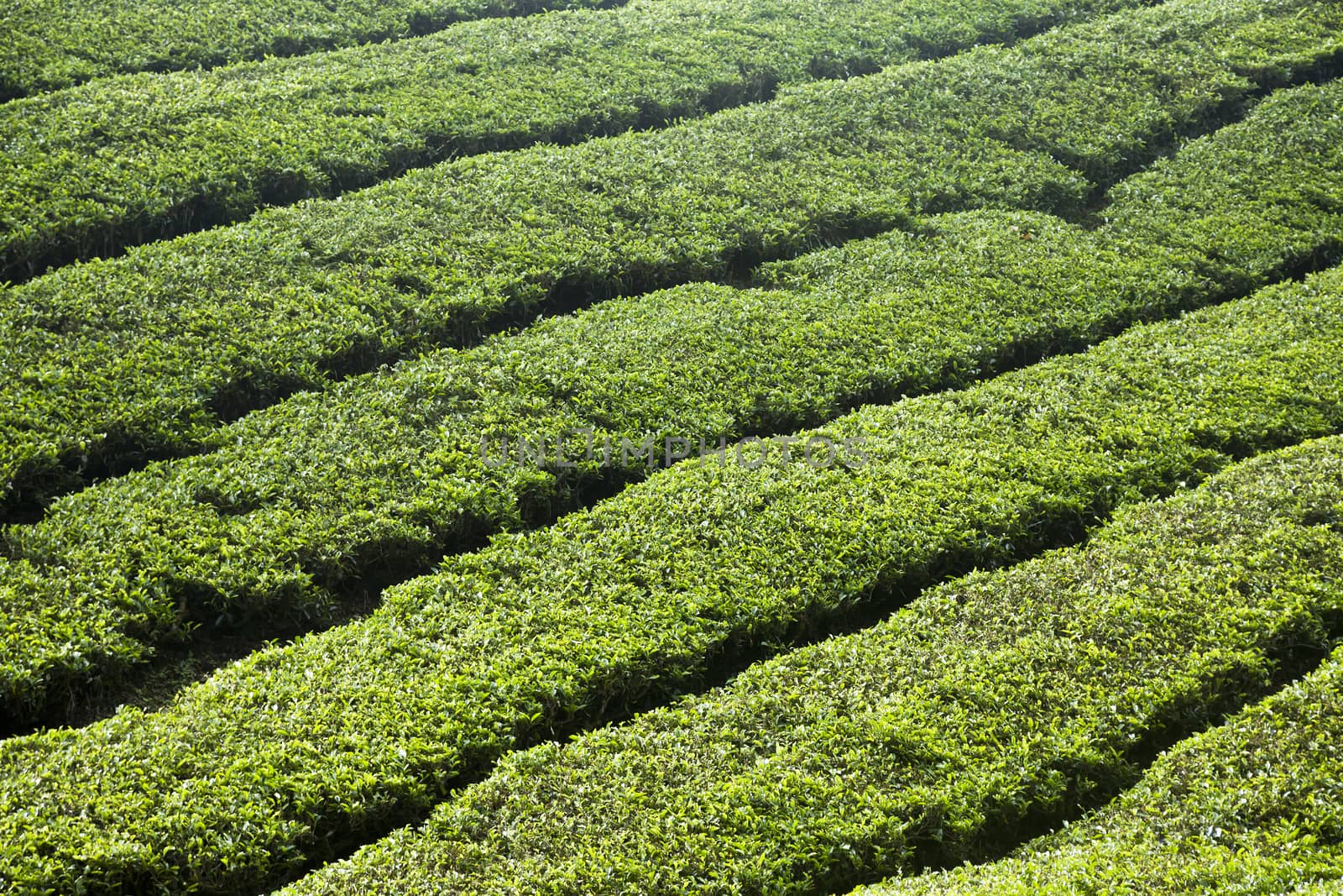 cameron highlands tea plantation landscape