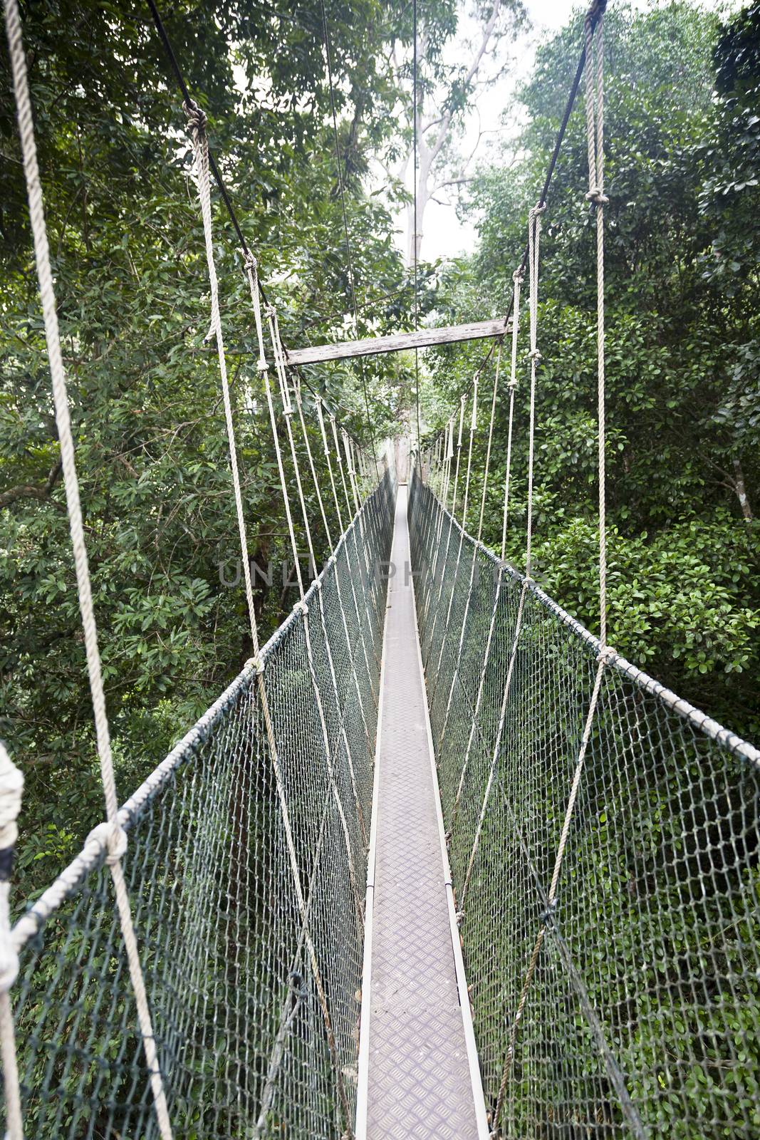 Canopy walkway. Taman Negara National Park. Malaysia Royalty Free Stock ...