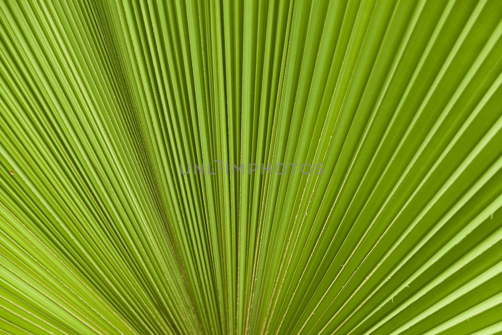 Green palm leaf pattern in the jungle backlit
