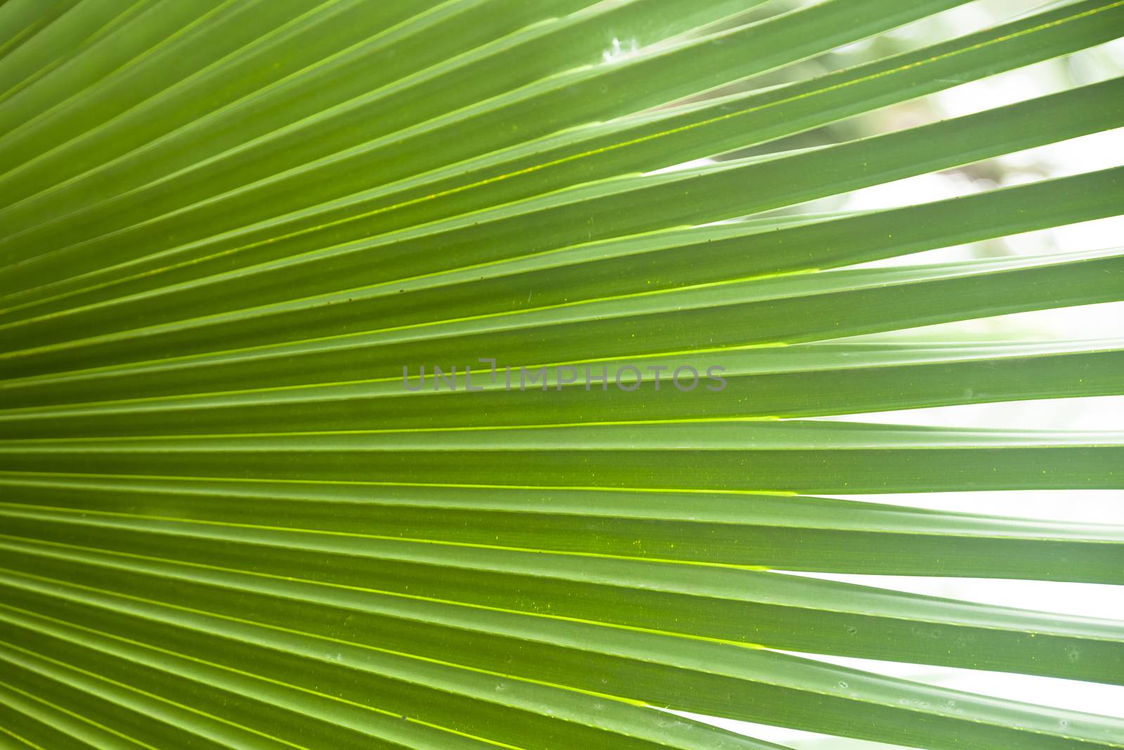 Green palm leaf pattern in the jungle backlit