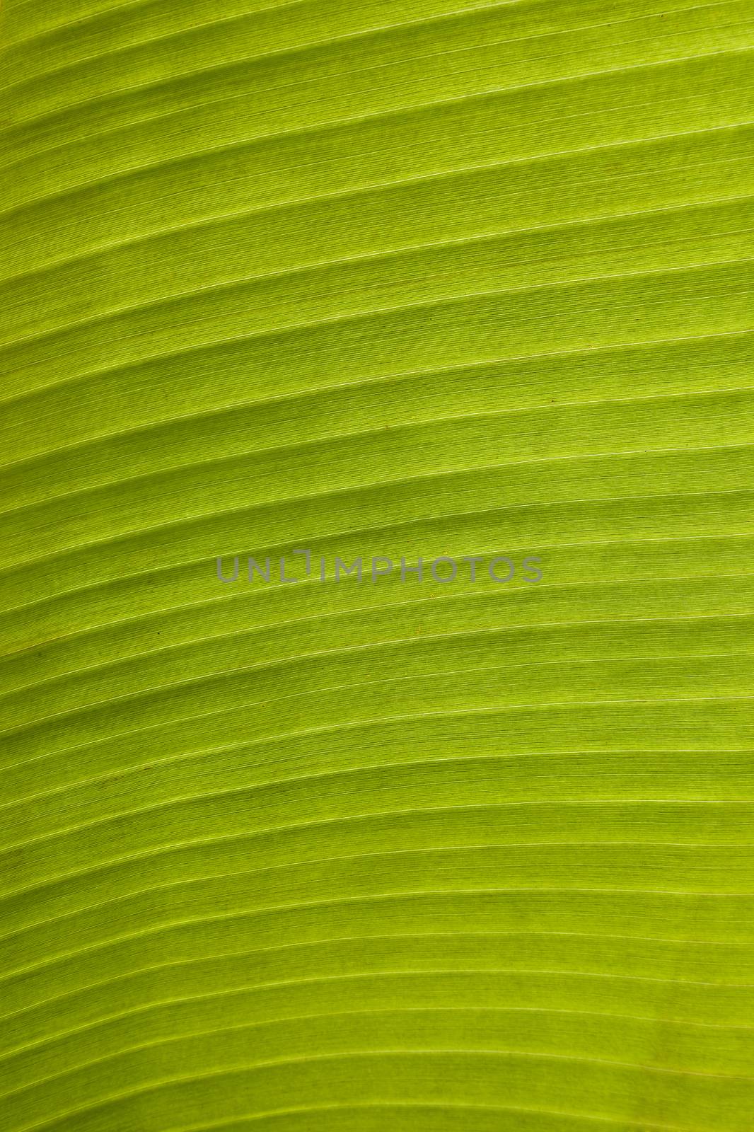 Green palm leaf pattern in the jungle backlit