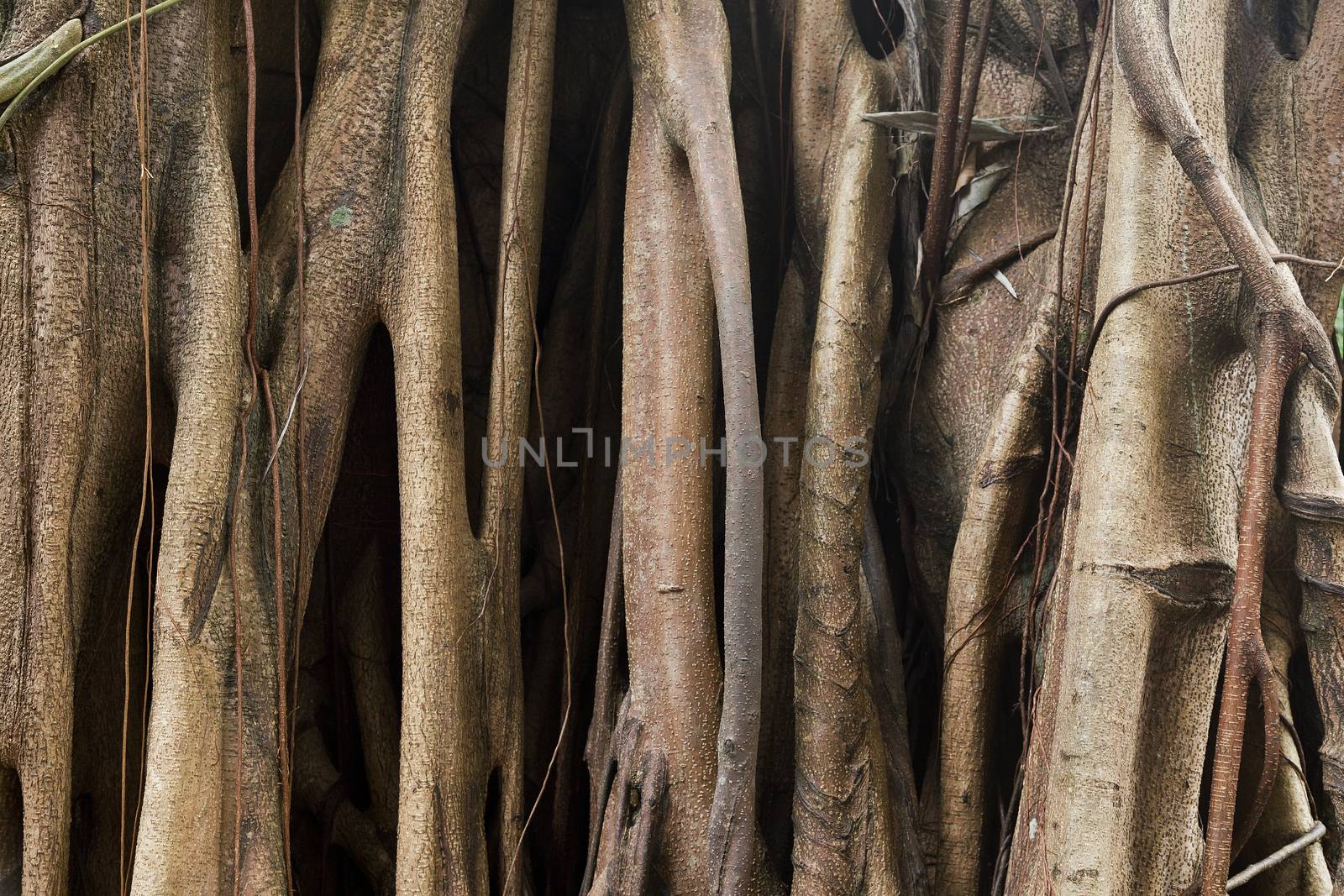 Closeup of banyan tree trunk roots with carvings