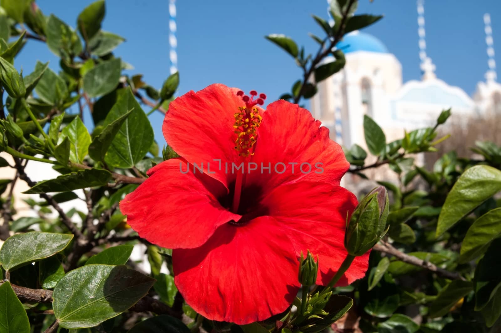 Hibiscus and blue domed church in Oia, Santorini. by mitakag