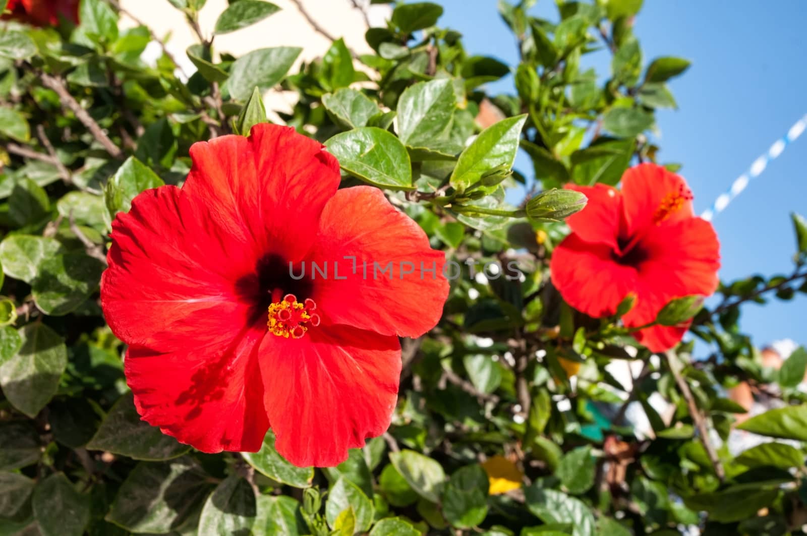 Red hibiscus flower in close-up by mitakag