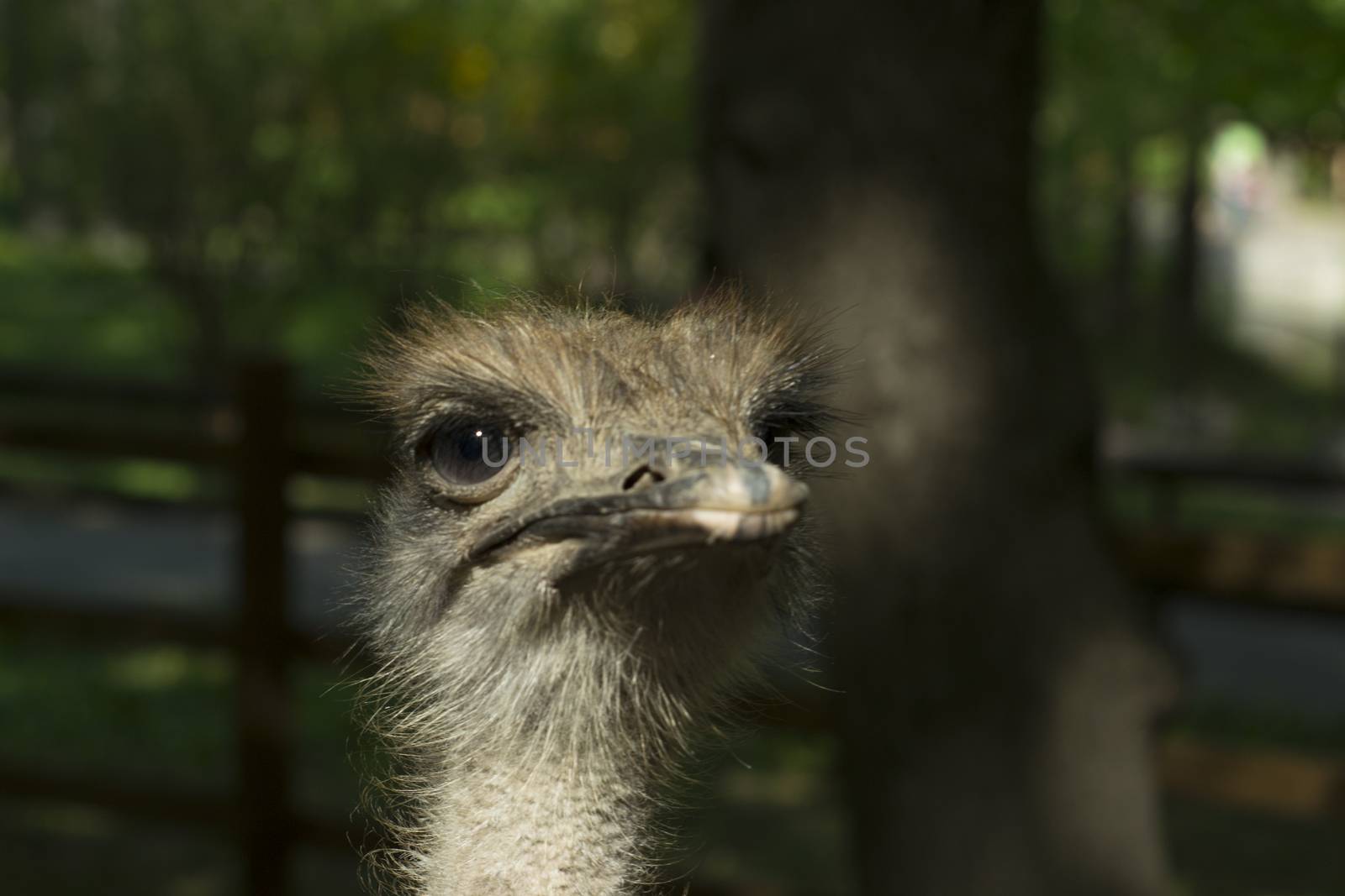 Several ostrich by Irene1601