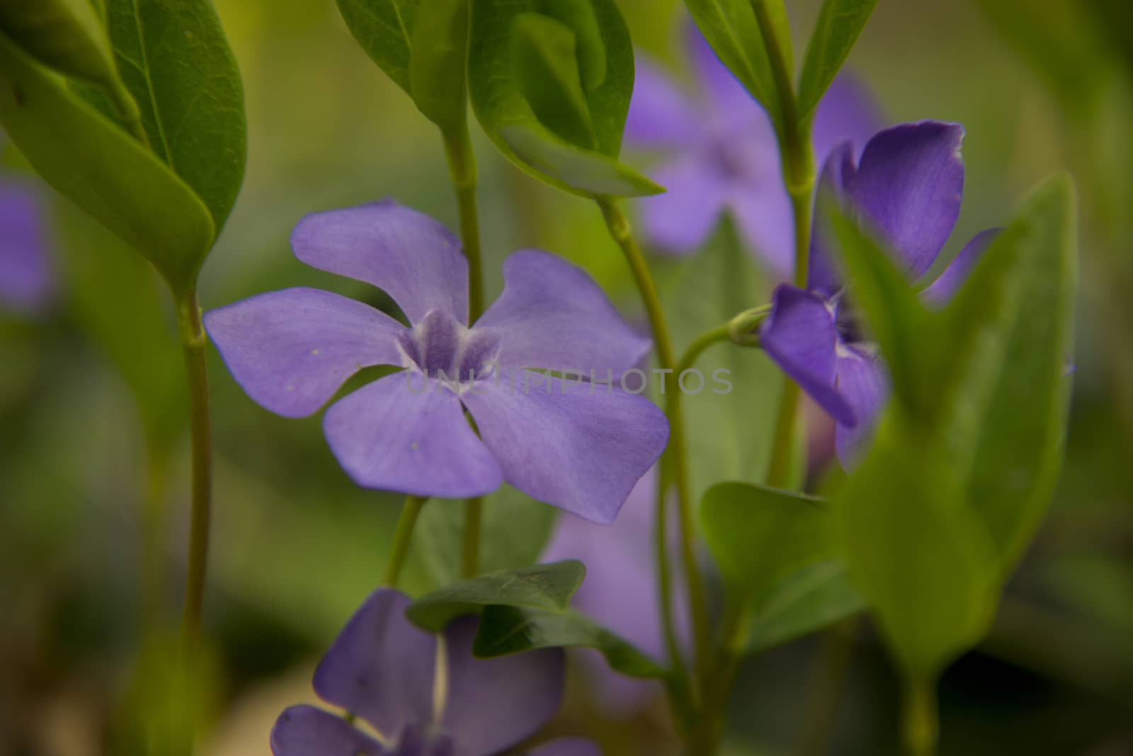 Violets among green leaves covered with dew