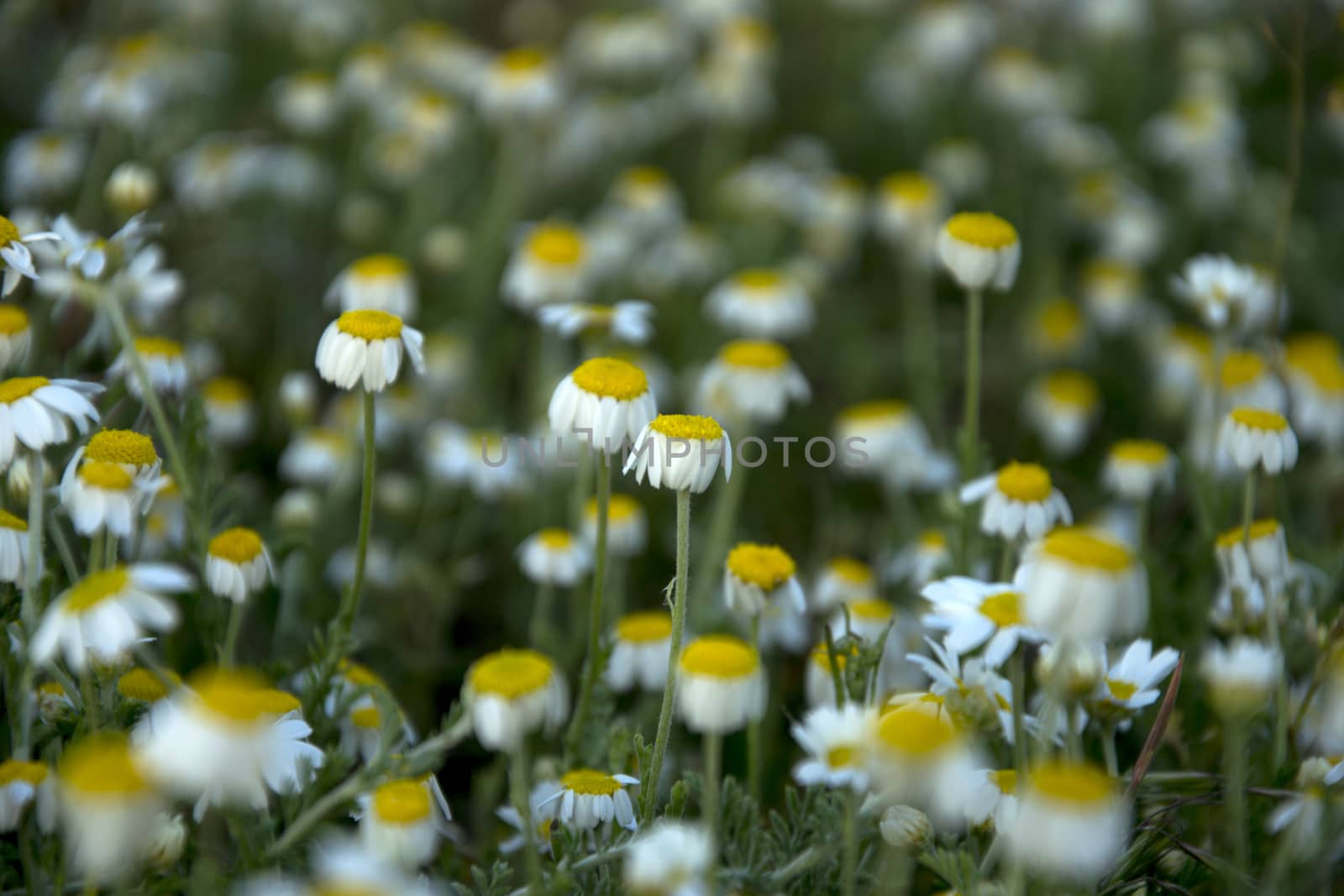 many small field of daisies in the sun