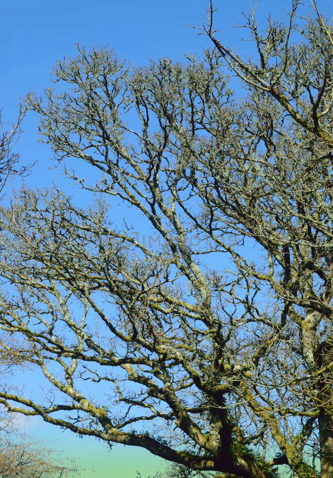 Bare branched tree in winter.