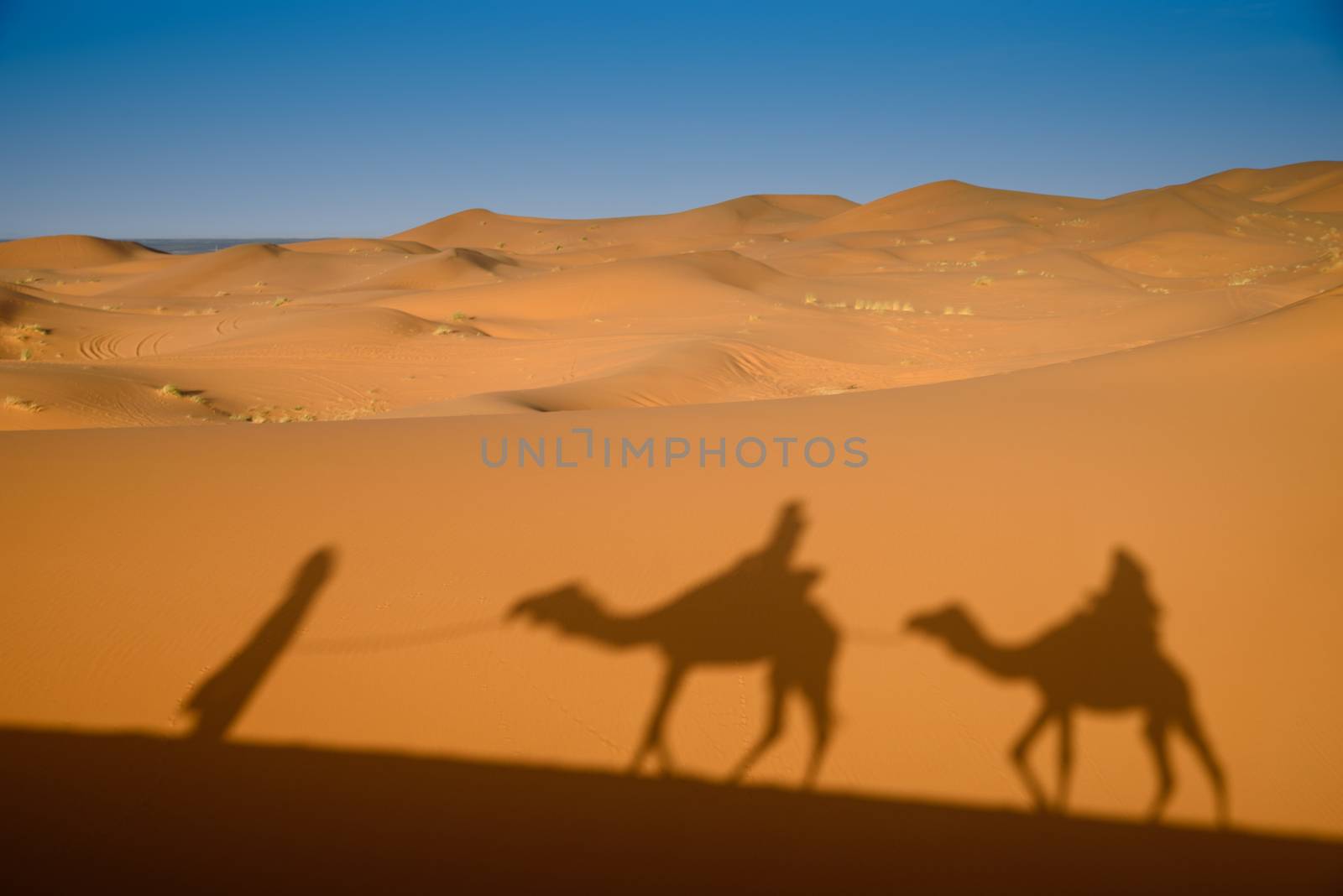 Camel shadows on Sahara Desert sand in Morocco. by johnnychaos