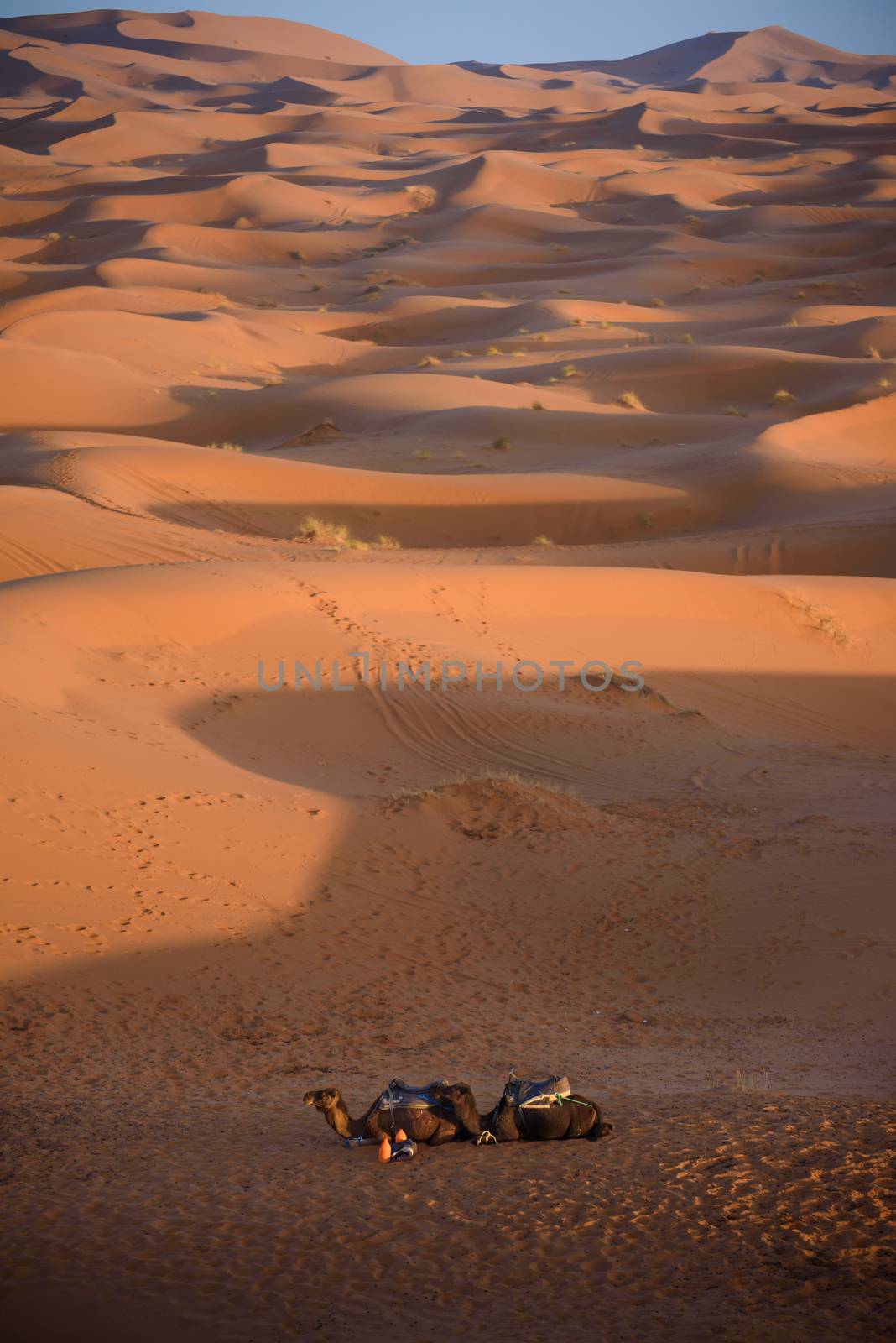 Camels at the sand dunes in the Sahara Desert, Erg Chebbi, Merzouga, Morocco