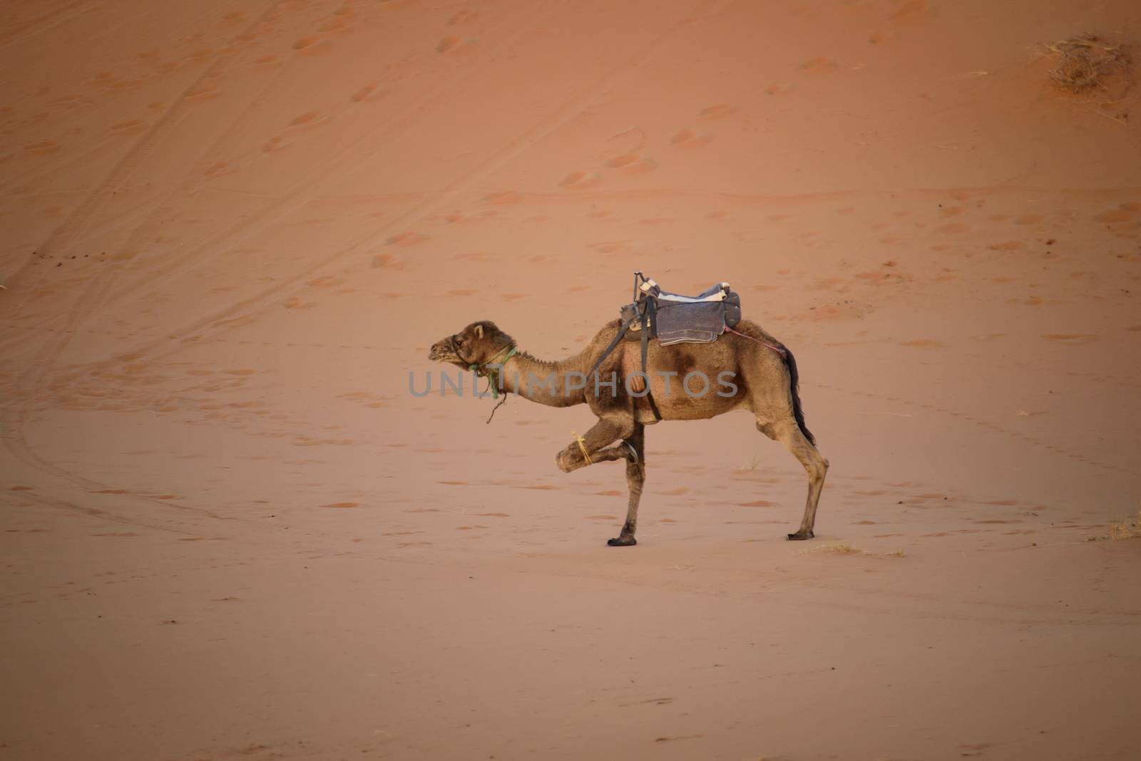 Camel at the sand dunes in the Sahara Desert, Erg Chebbi, Merzouga, Morocco