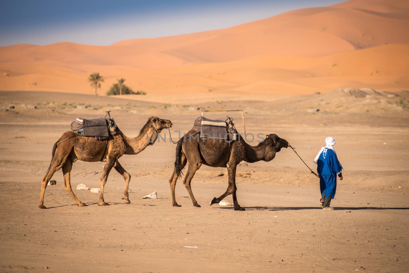 Berber man leading caravan, Hassilabied, Sahara Desert, Morocco by johnnychaos