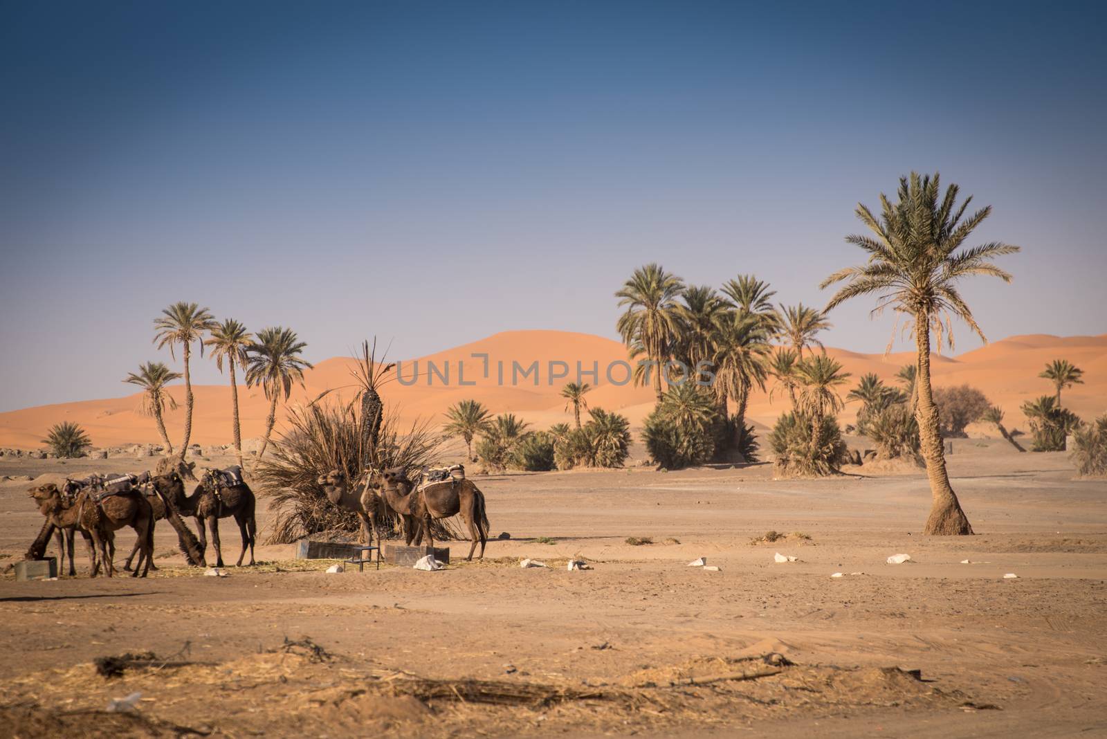 Oasis in Hassilabied, Erg Chebbi, Moroco by johnnychaos