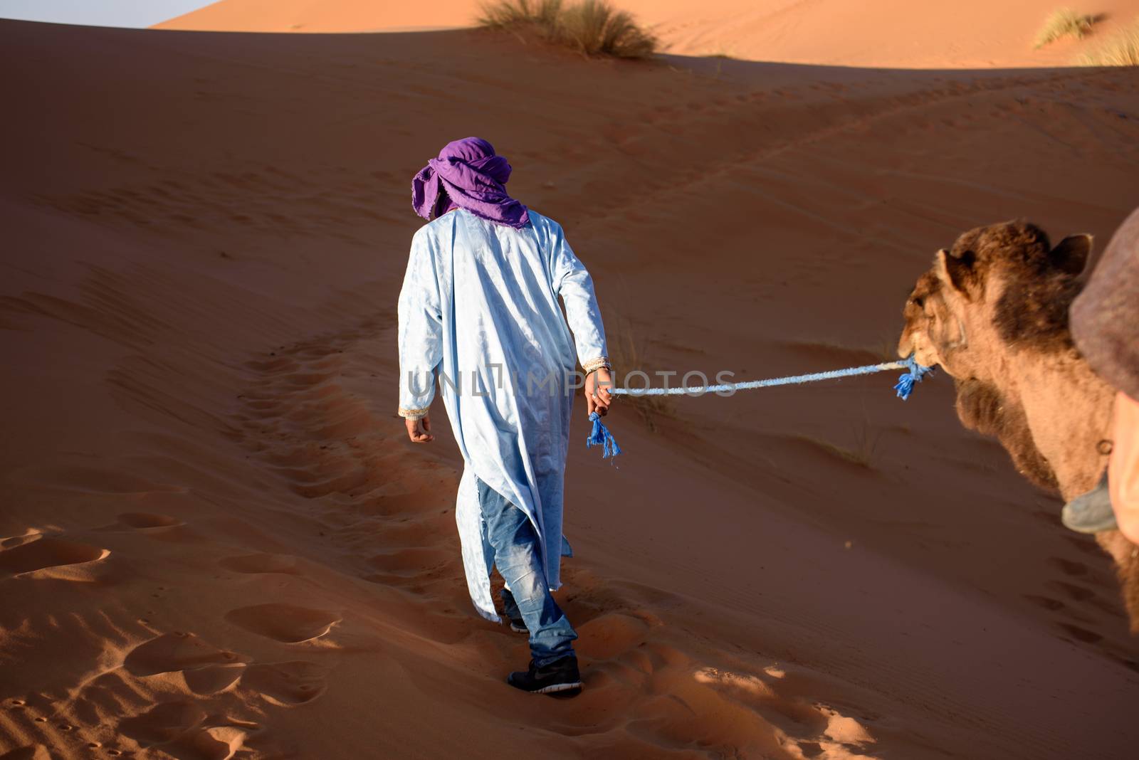 Berber man leading camel caravan, Hassilabied, Sahara Desert, Morocco