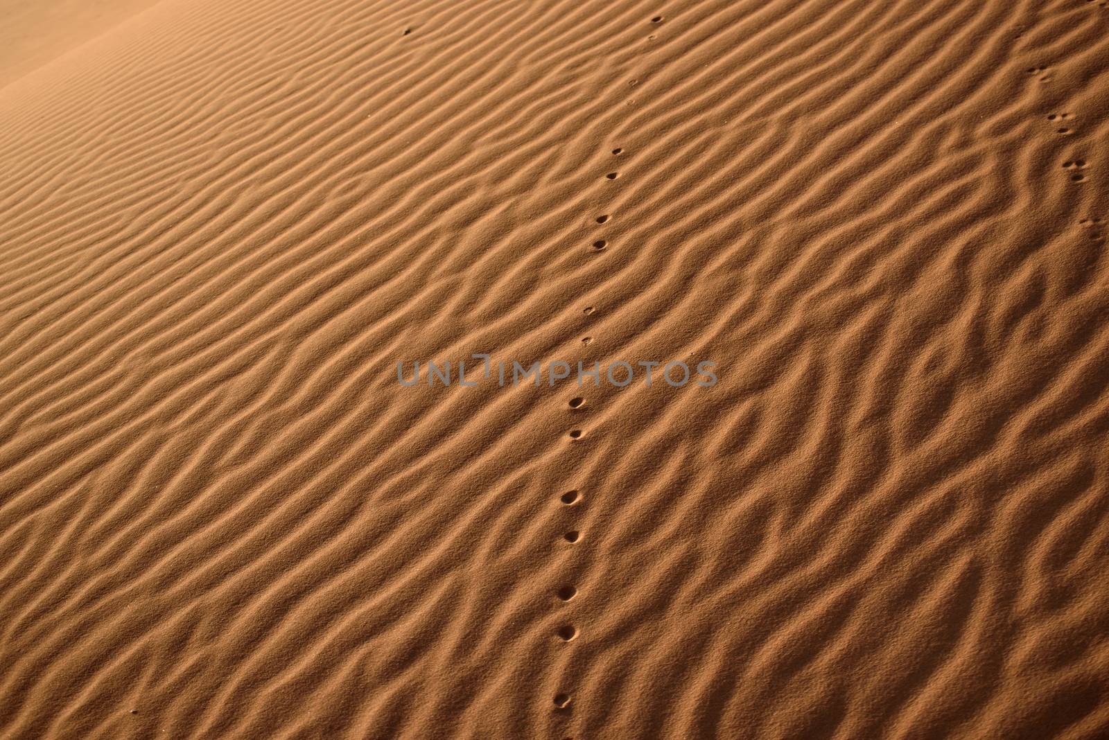Sand dunes in the Sahara Desert, Erg Chebbi, Merzouga, Morocco
