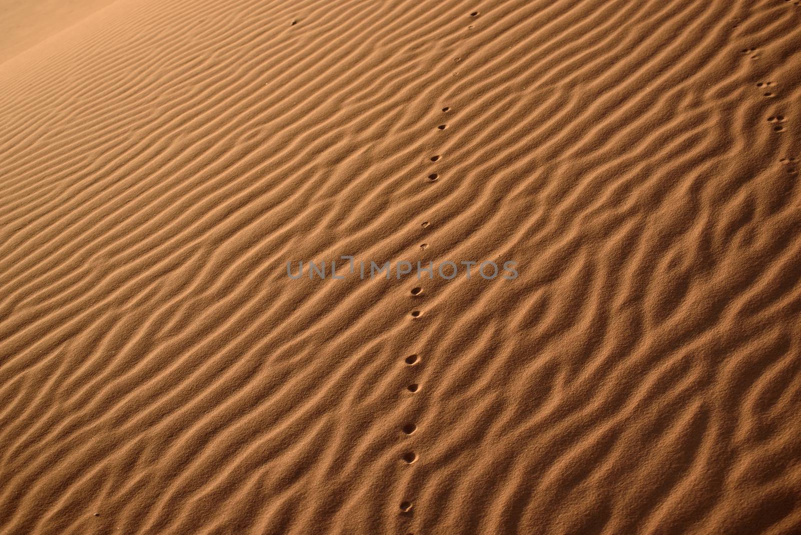 Dunes, Morocco, Sahara Desert by johnnychaos