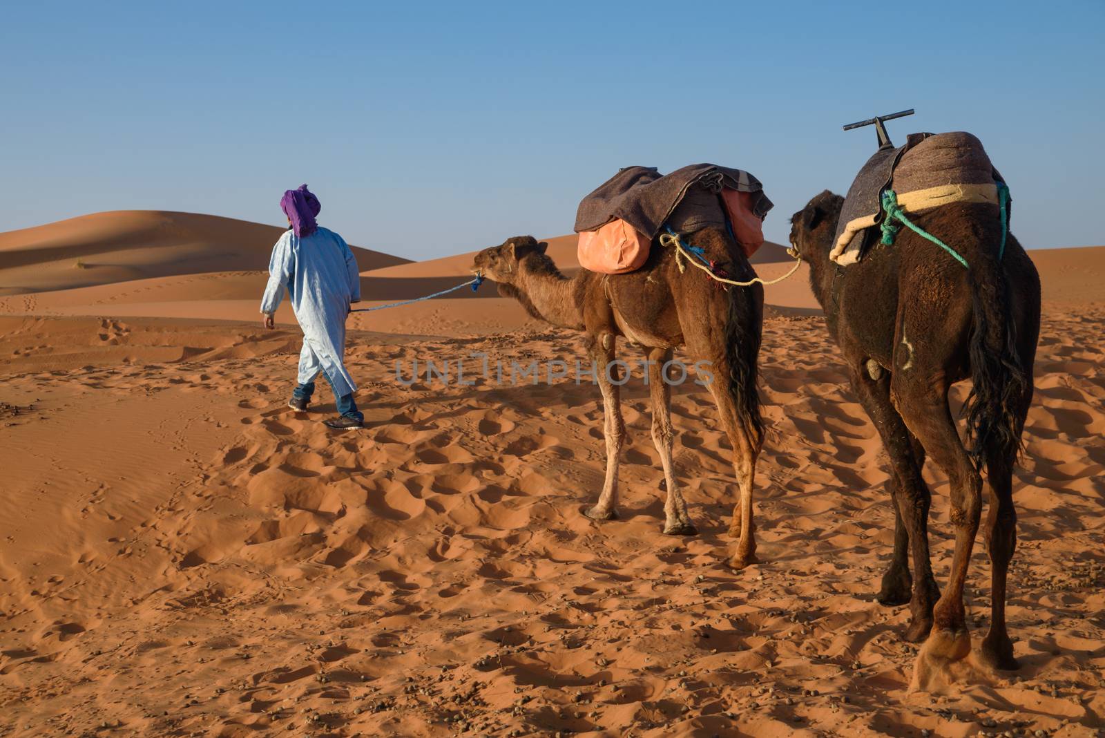 Berber man leading caravan, Hassilabied, Sahara Desert, Morocco by johnnychaos