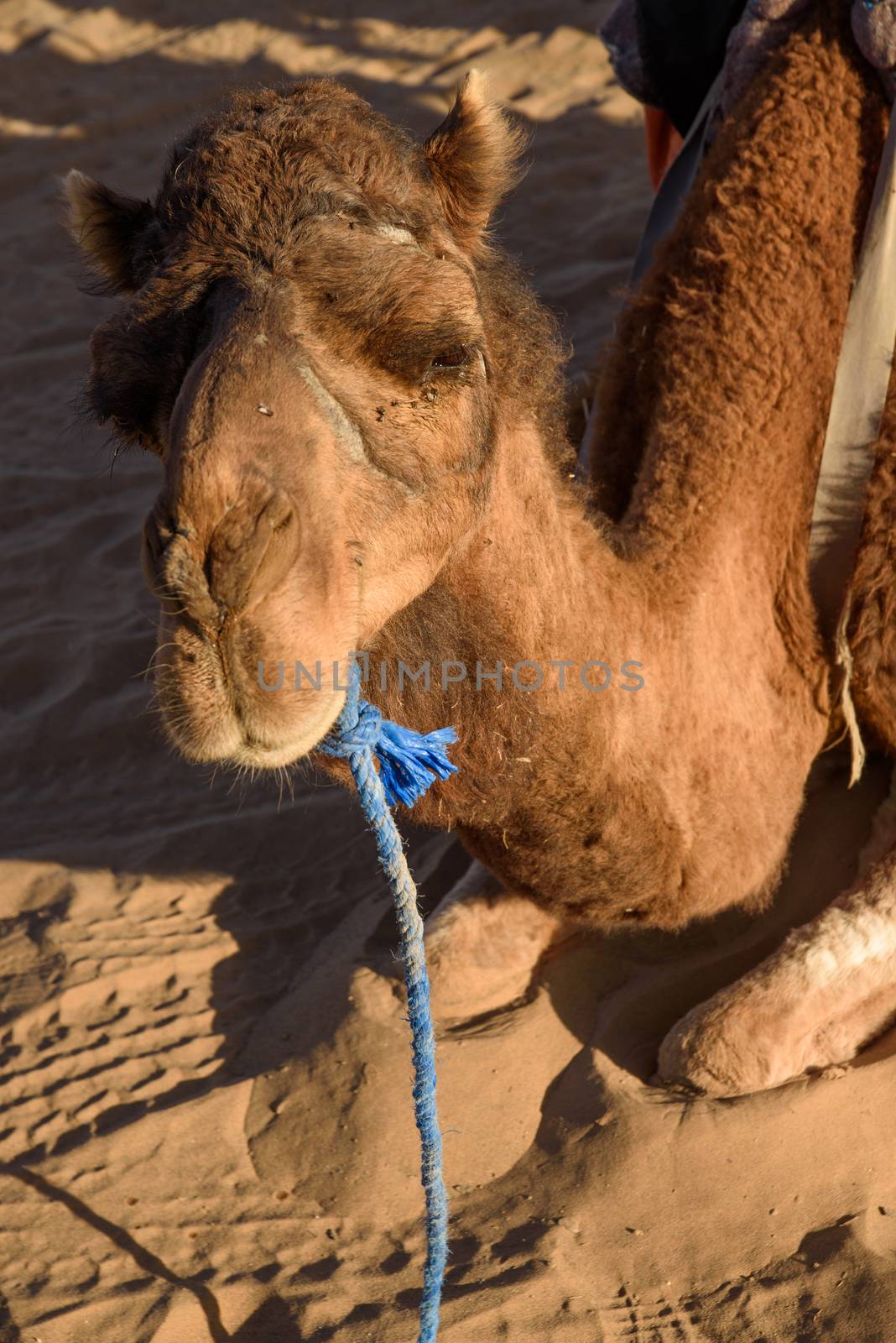 Camel, Sahara Desert, Merzouga, Morocco.