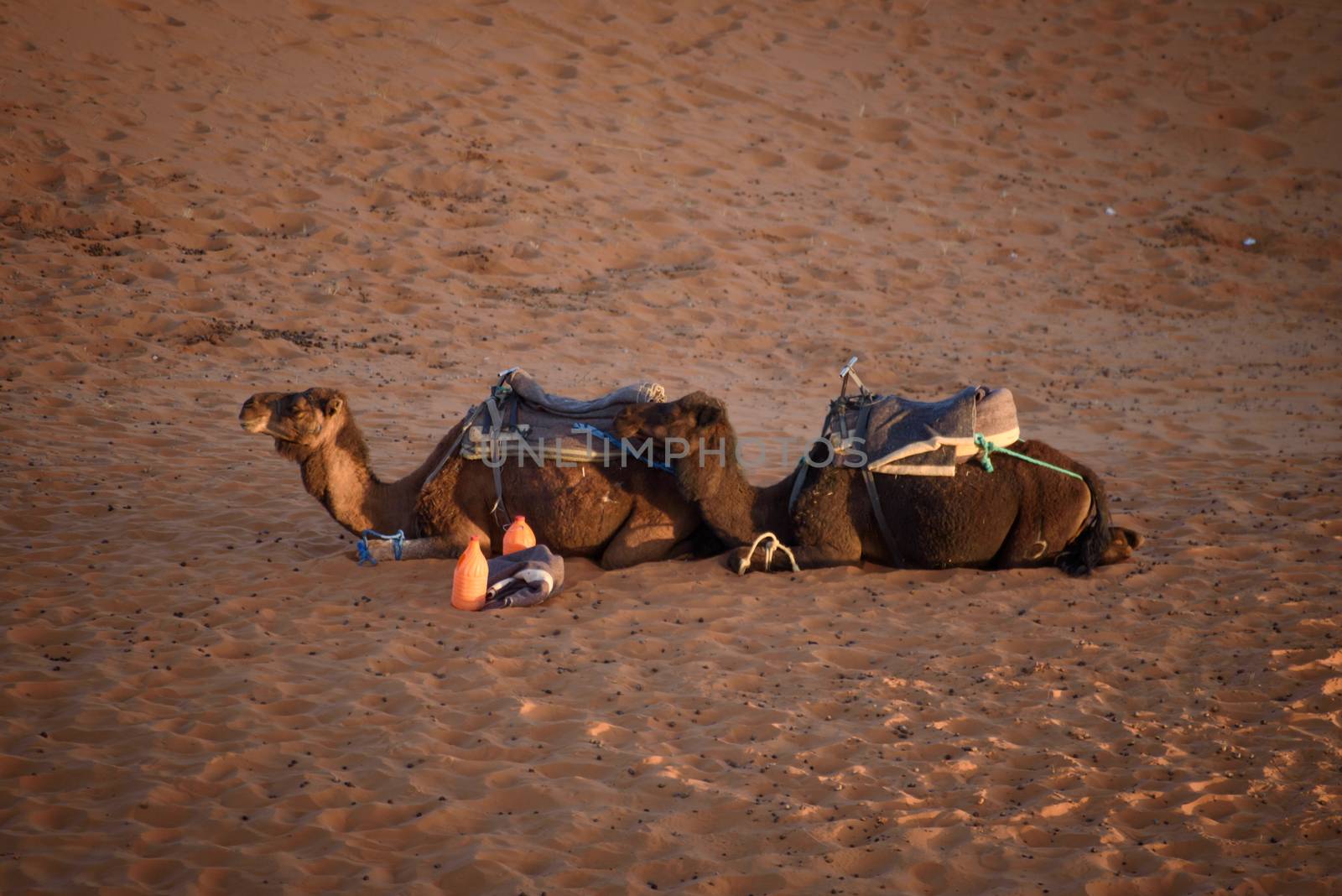 Camels at the dunes, Morocco, Sahara Desert by johnnychaos