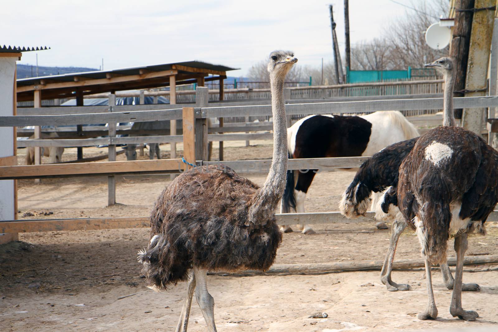 Ostriches in the ostrich farm, Chisinau Republic of Moldova