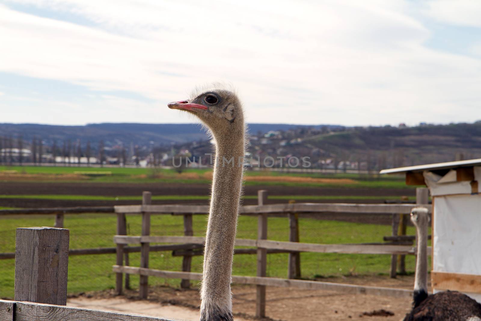 An ostrich from one of the farms around and Chisinau, Moldova