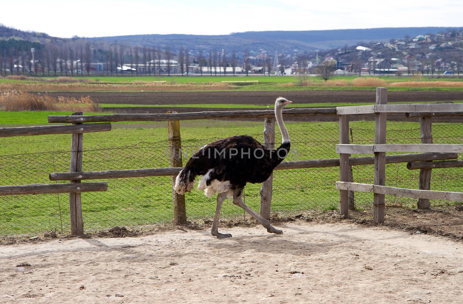 Ostriches in the ostrich farm, Chisinau Republic of Moldova