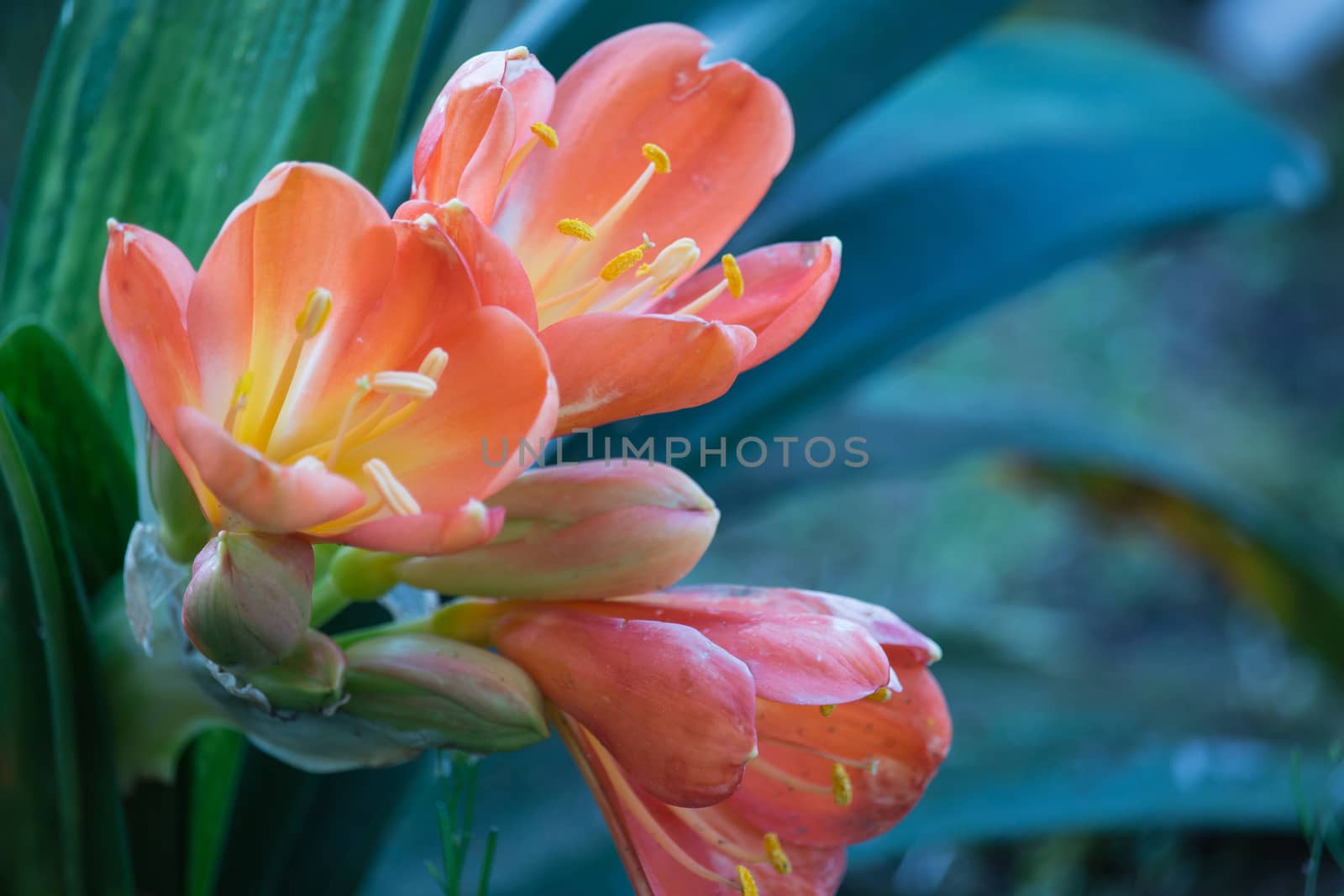 Spring, the beauty flowers on the succulent