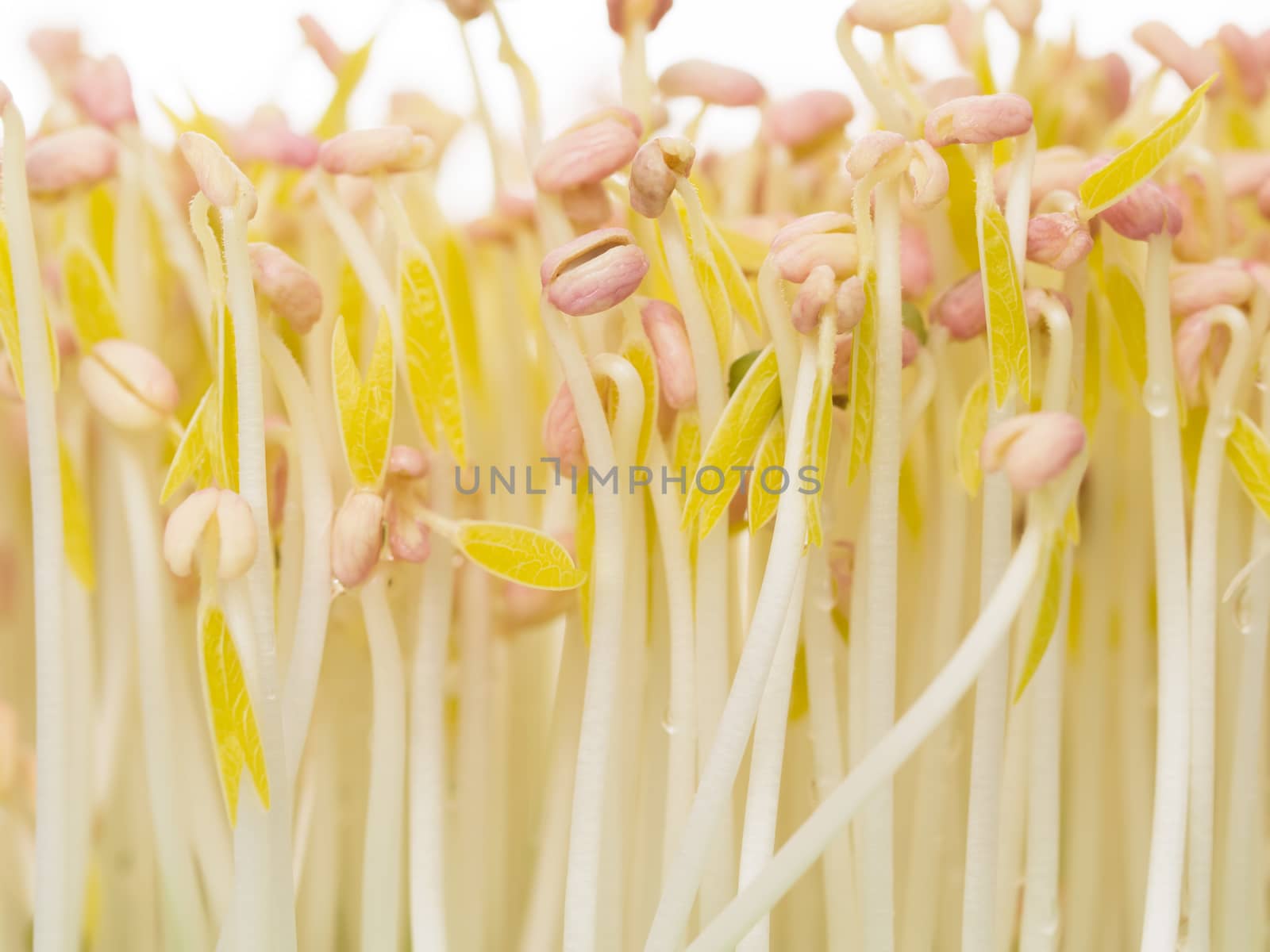 close up of bean sprouts