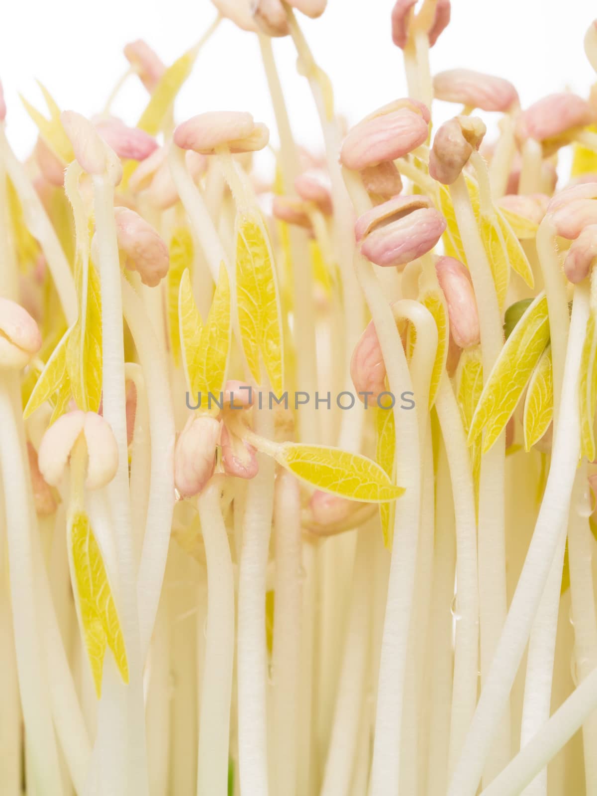 close up of bean sprouts