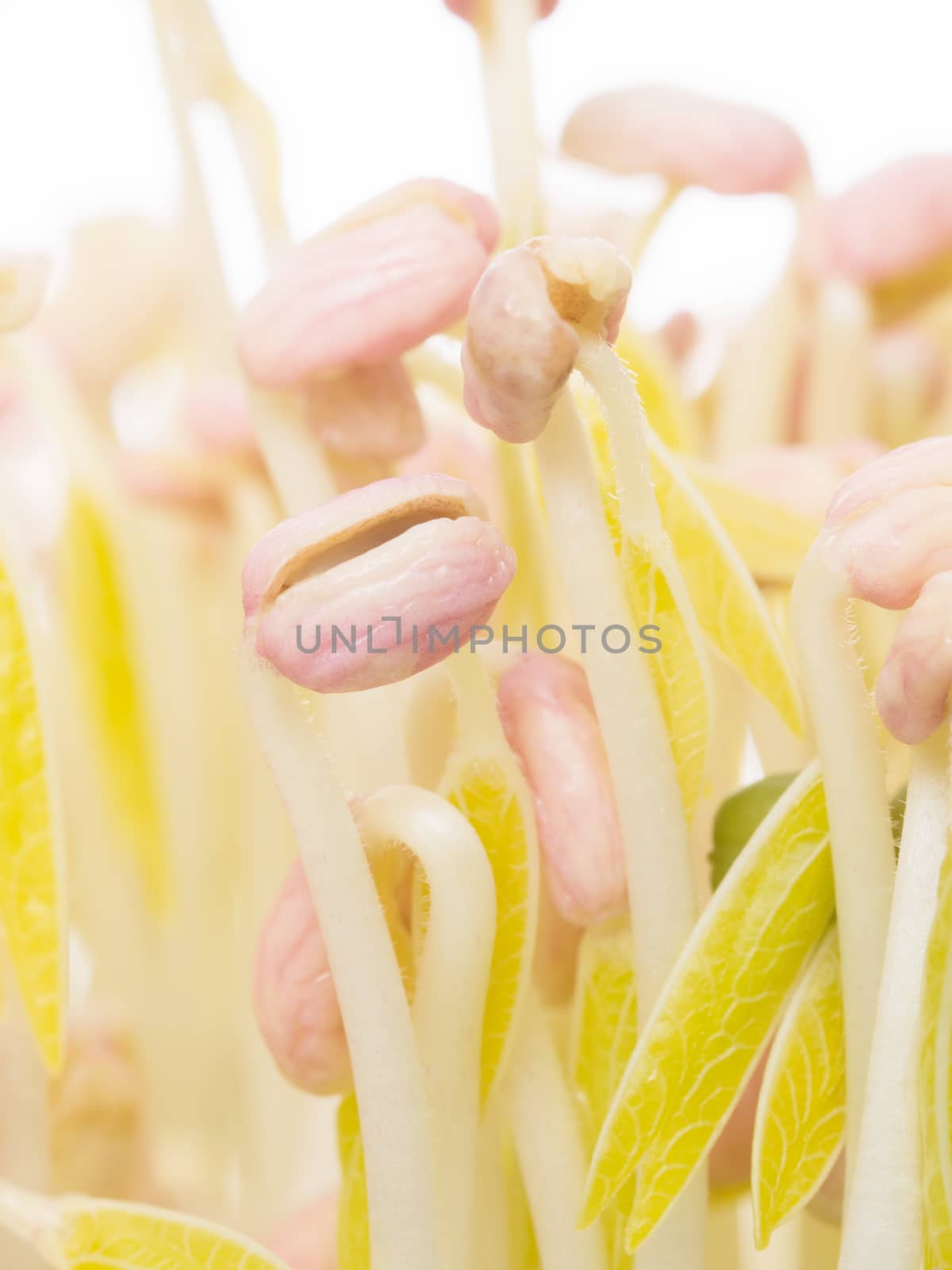 bean sprout by zkruger