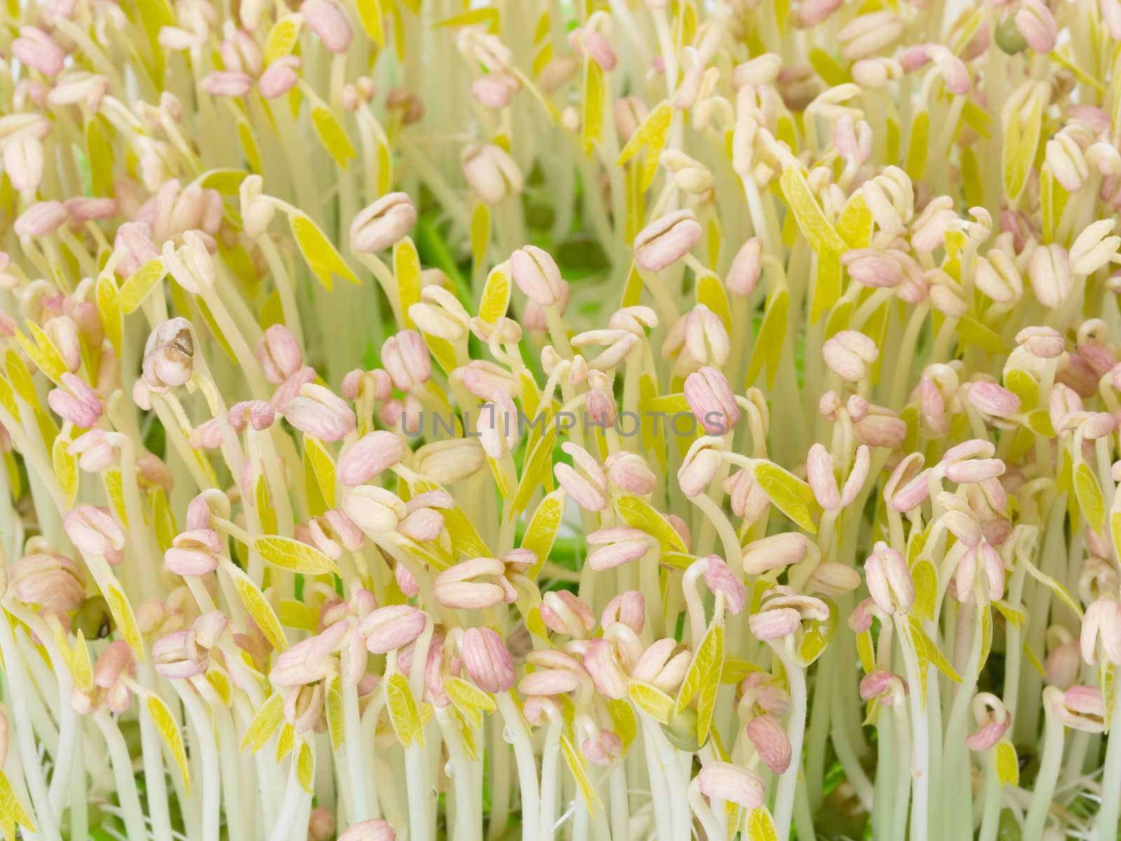 close up of bean sprouts