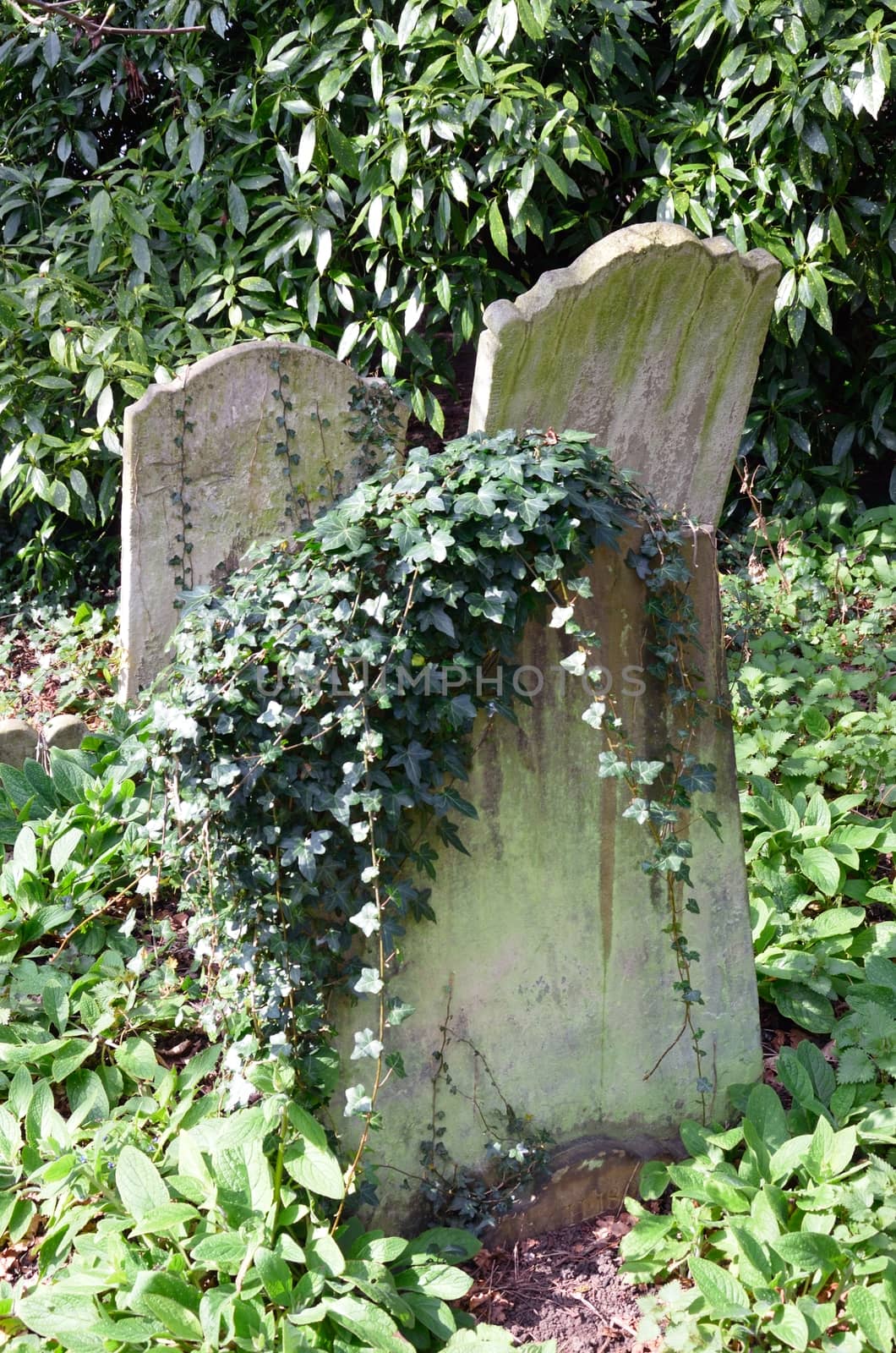 Gravestones with Ivy Growing