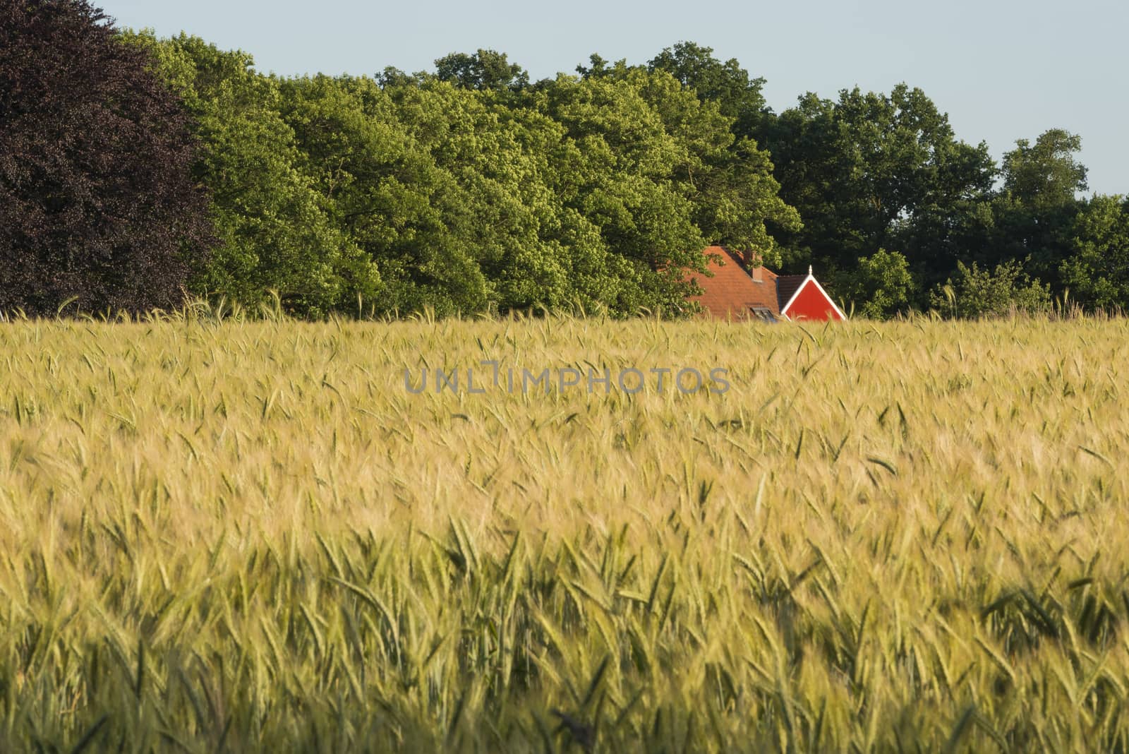 Rye field in the Achterhoek in Netherlands
 by Tofotografie