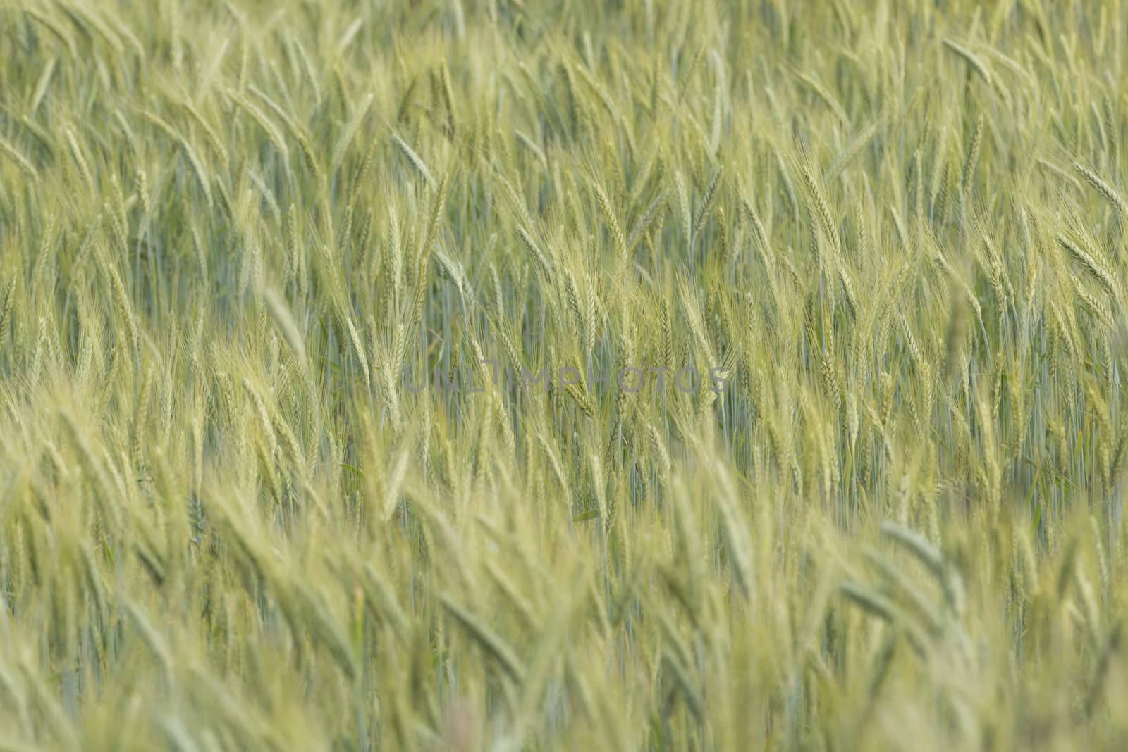 Rye field in the Netherlands
 by Tofotografie