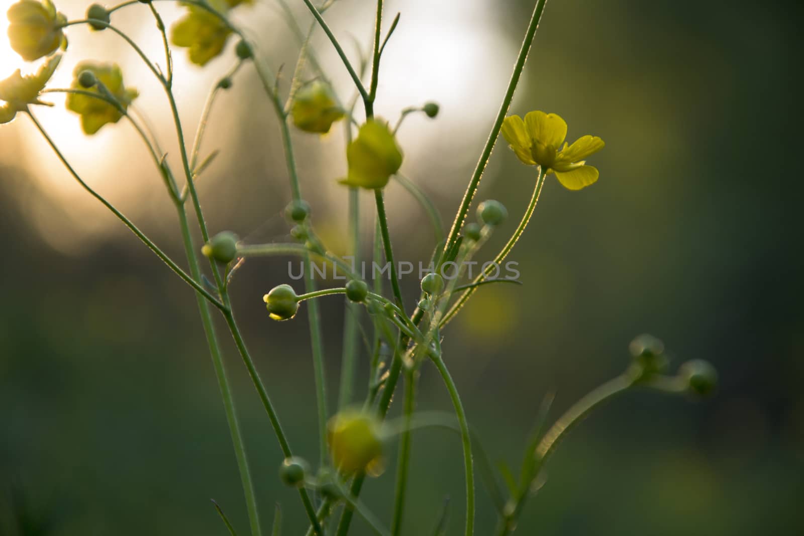 small yellow flower blossoming in the sunset