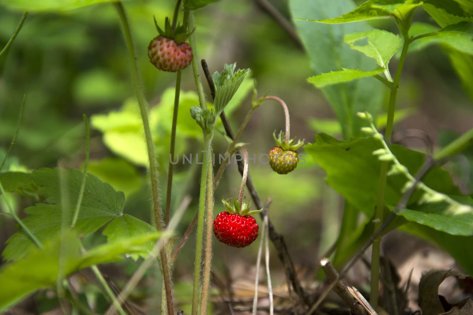 Strawberries on a stalk of green leaves