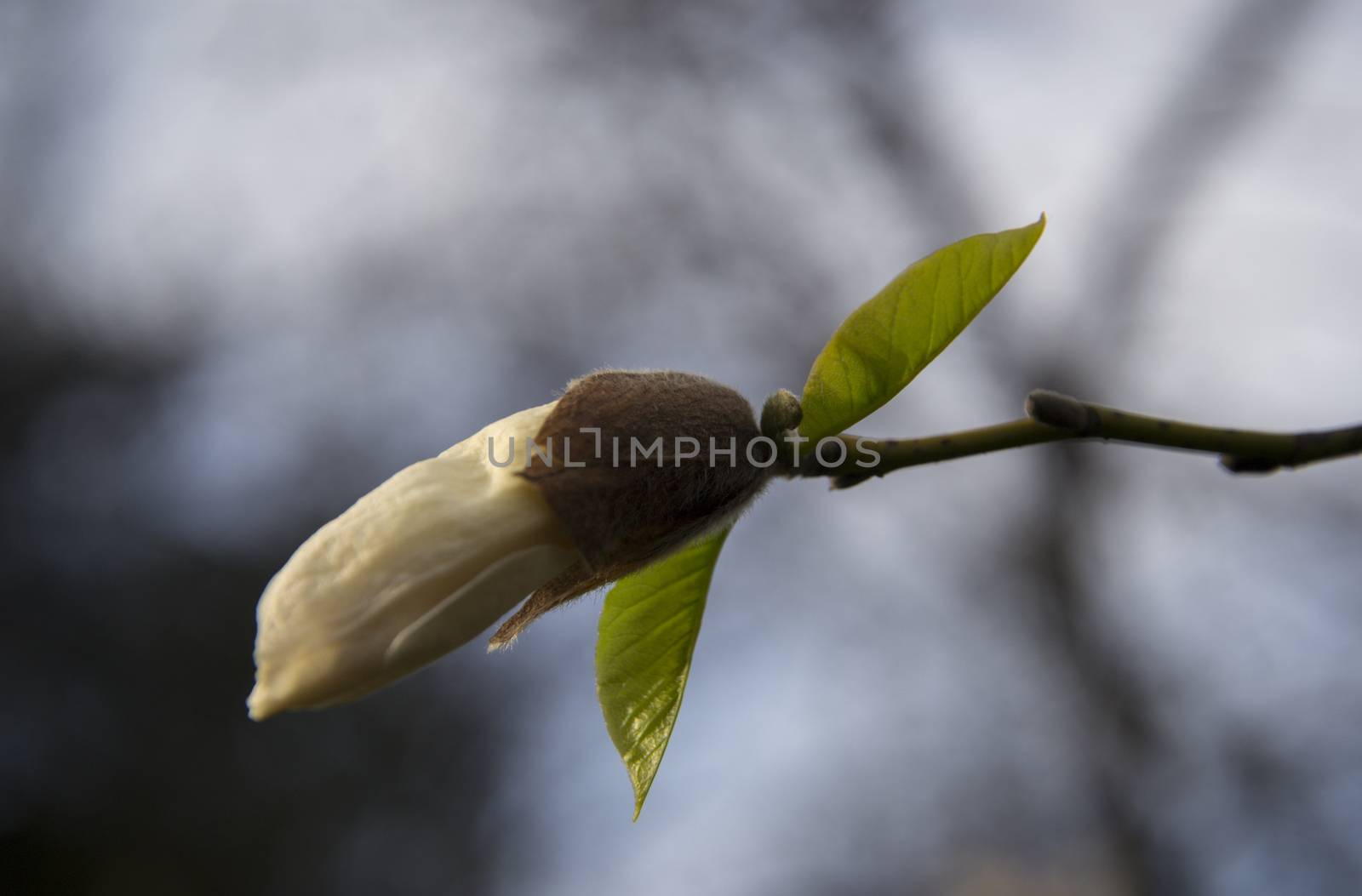 Bud of a yellow magnolia on a tree branch