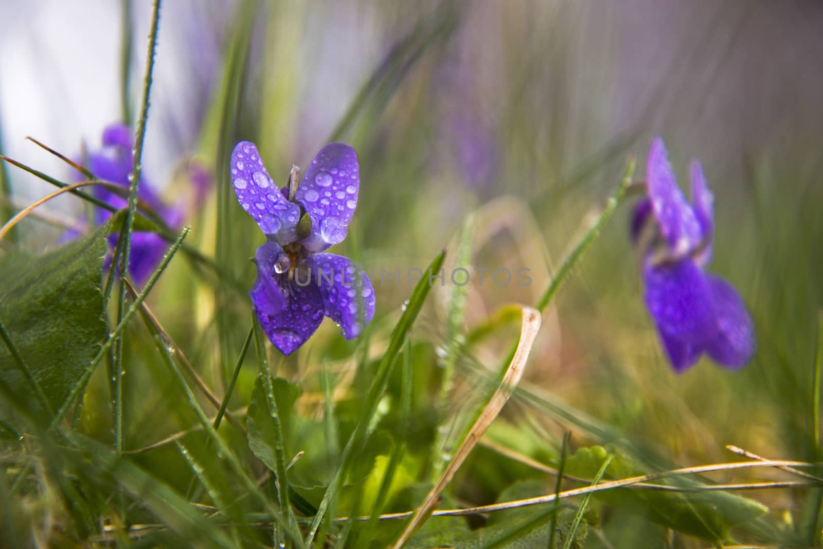 Violets among green leaves covered with dew