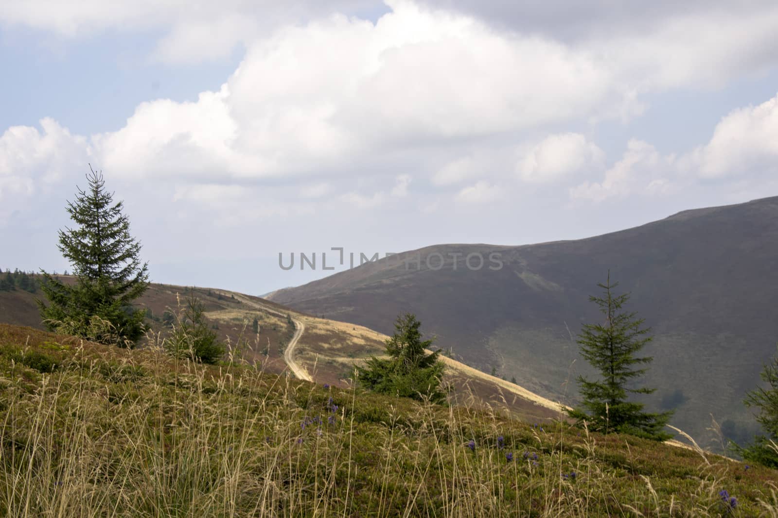 Spruce forest in the mountains under the blue sky