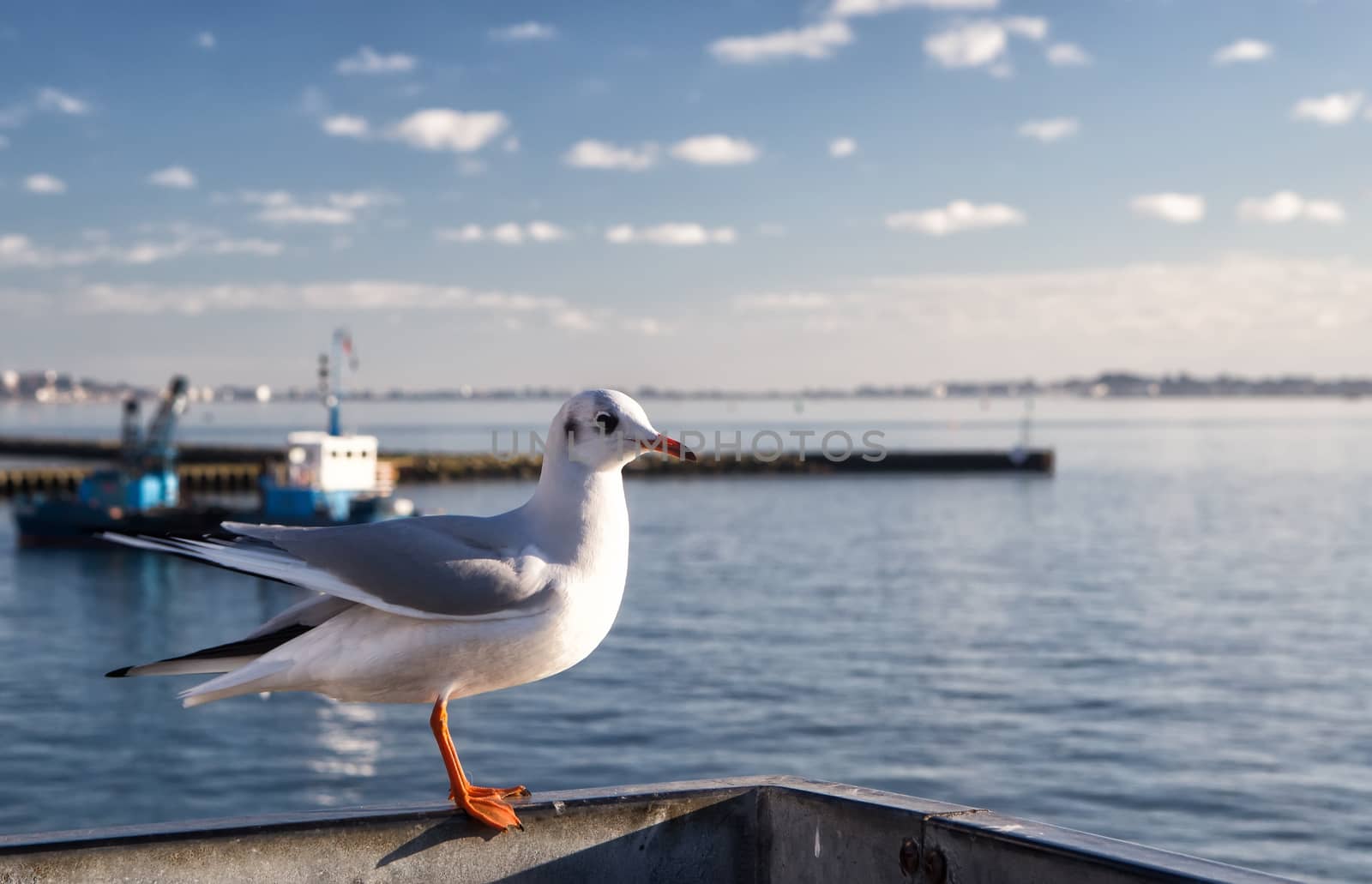 Lonely seagull in harbor of Poole, United Kingdom by mitakag