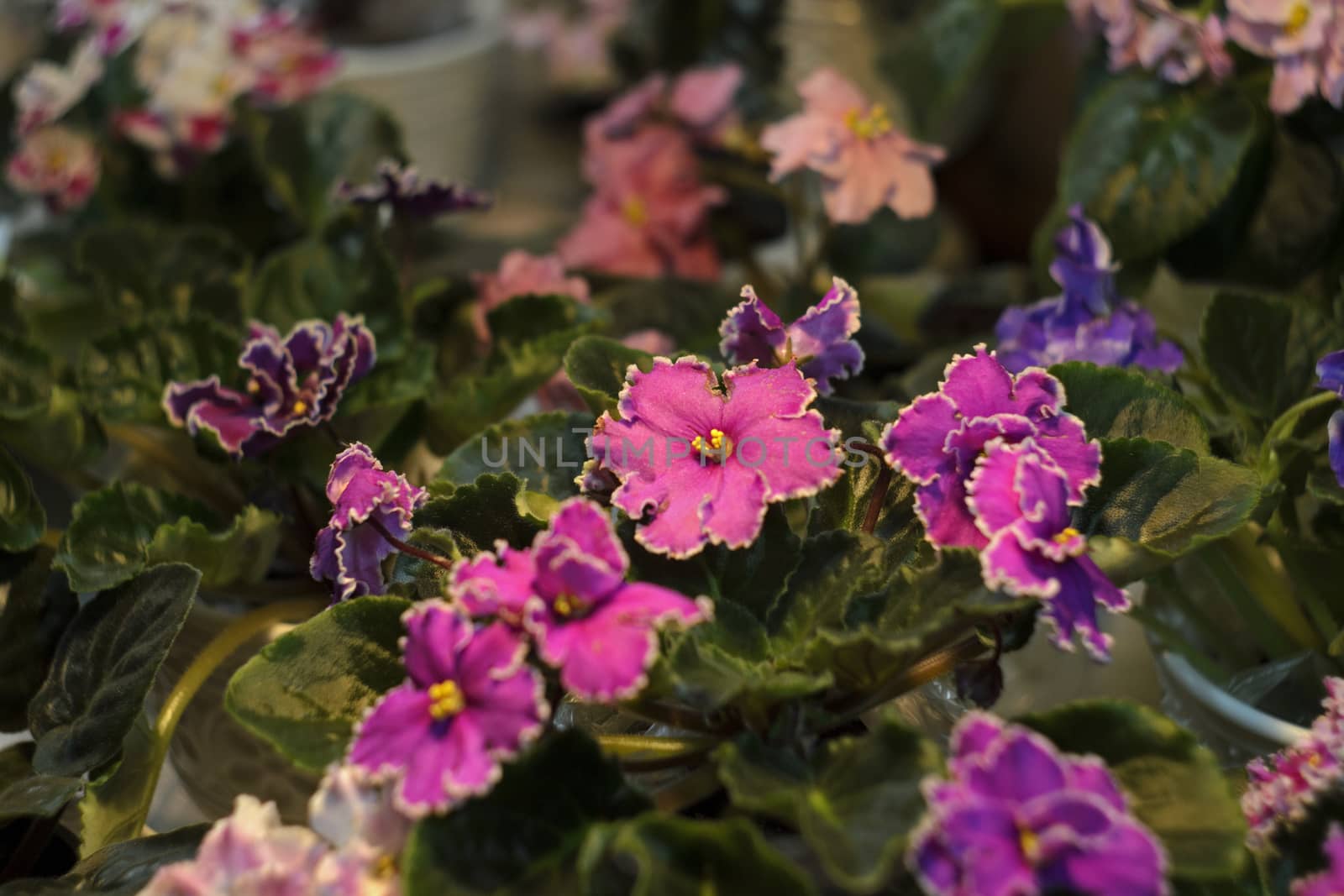 Several beautiful blooming flowers of violets in the sun 