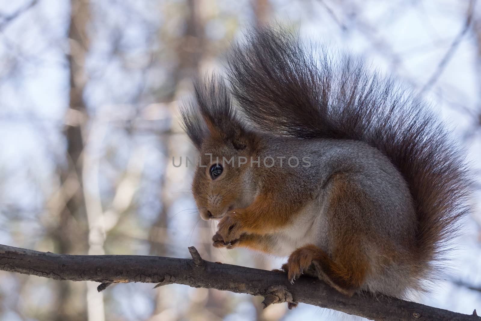 the photograph shows a squirrel on a tree